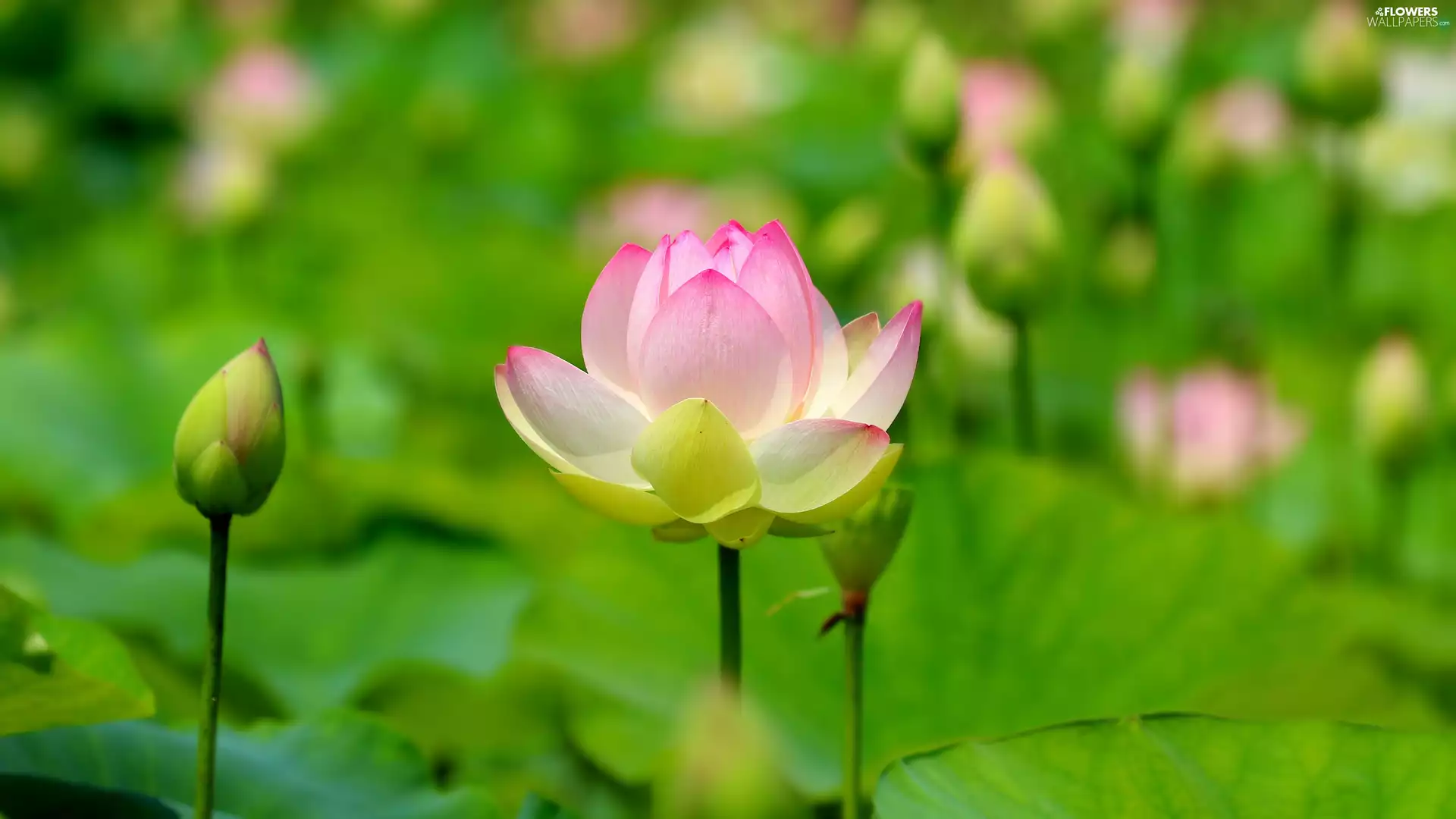 lotus, blooming, Light Pink