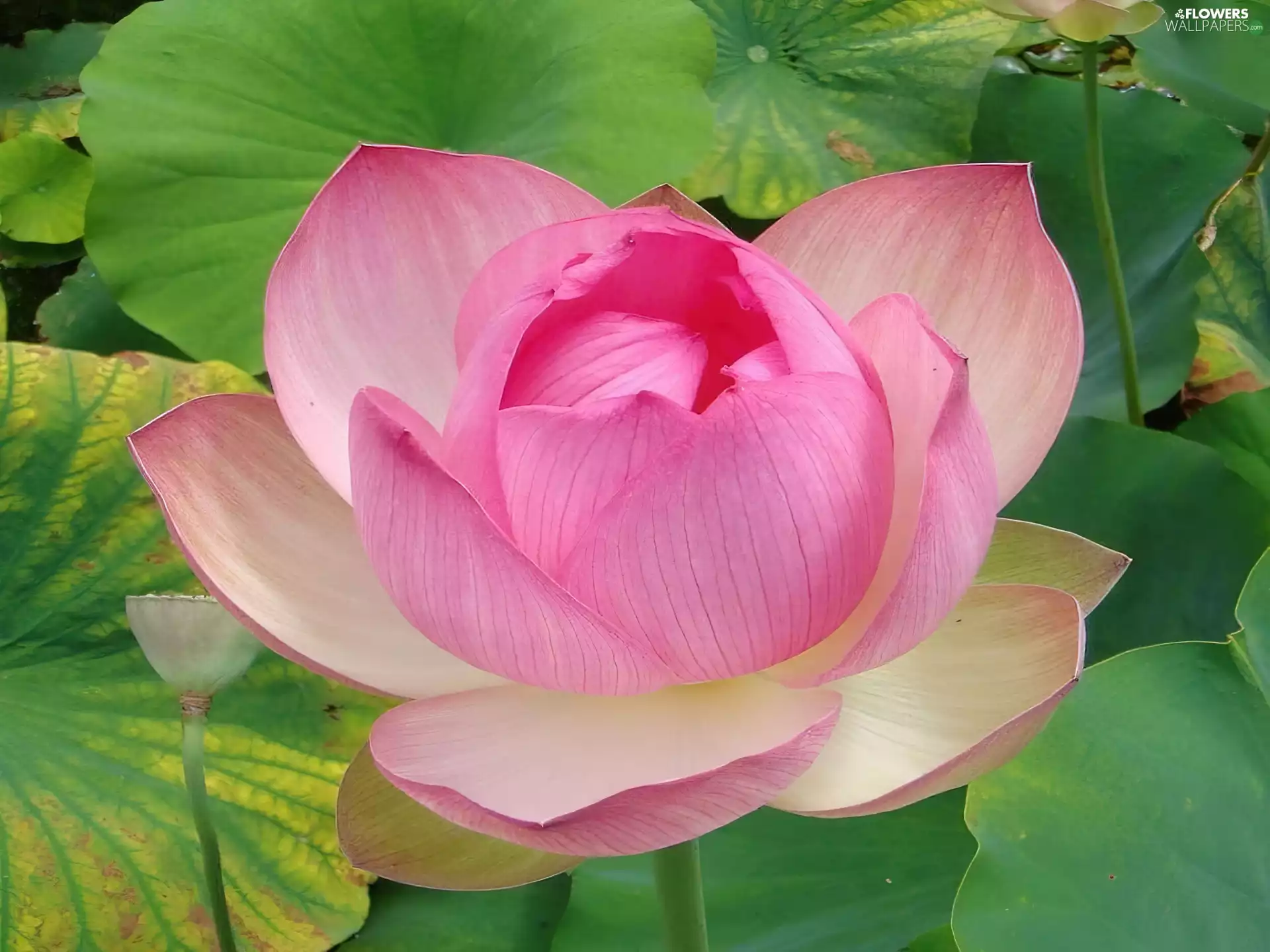 Pink, lotus