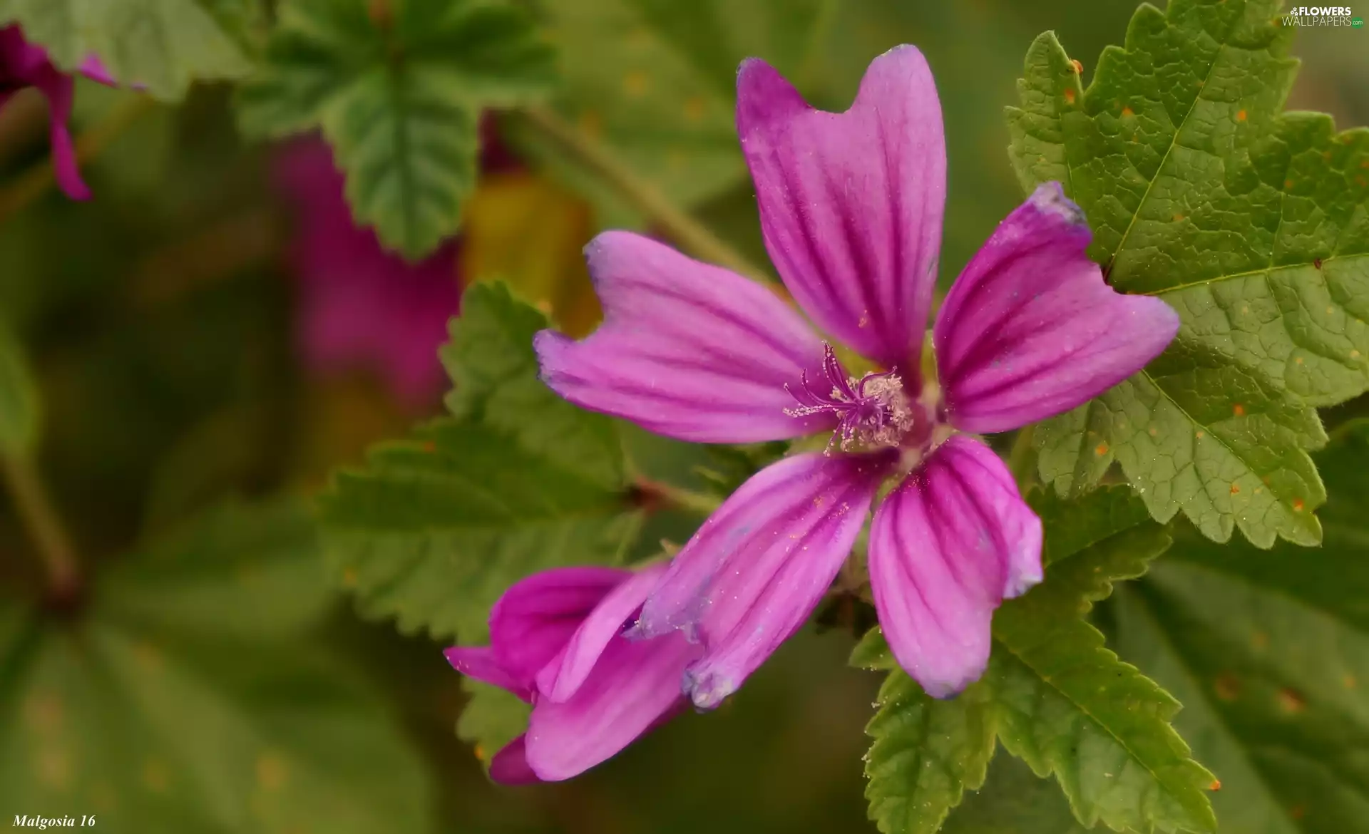 Pink, Mallow