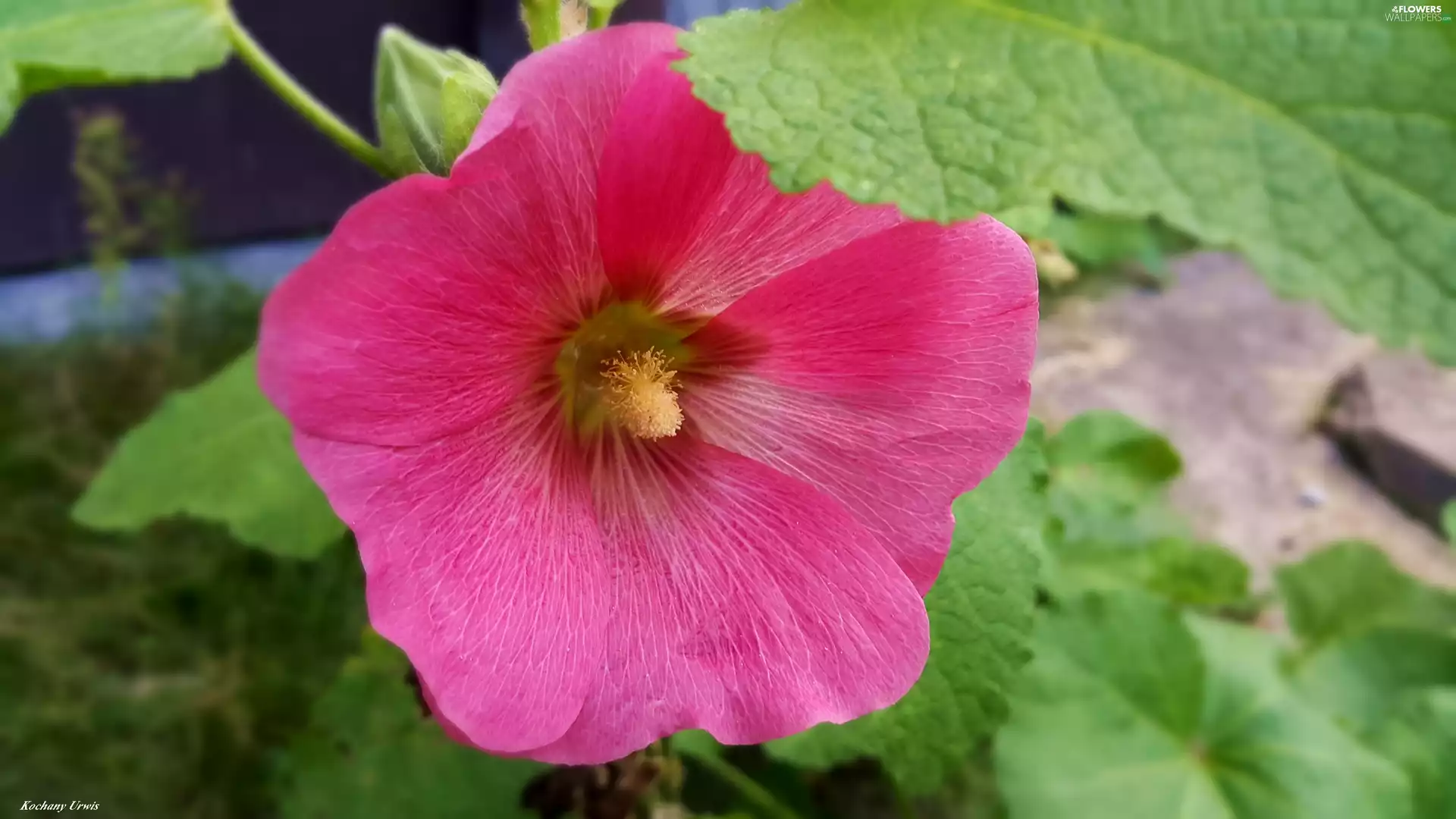 Pink, mallow