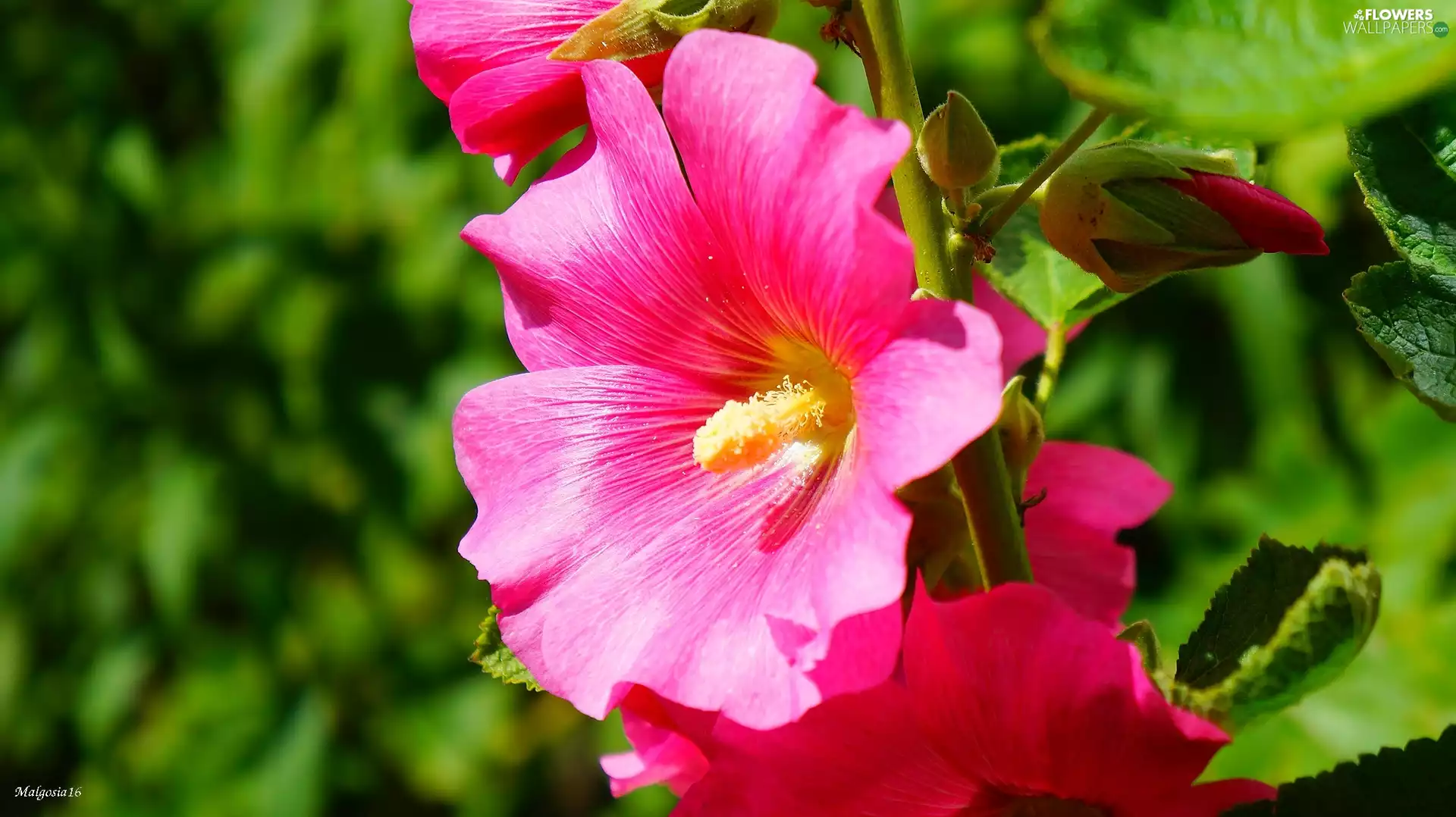 Pink, mallow