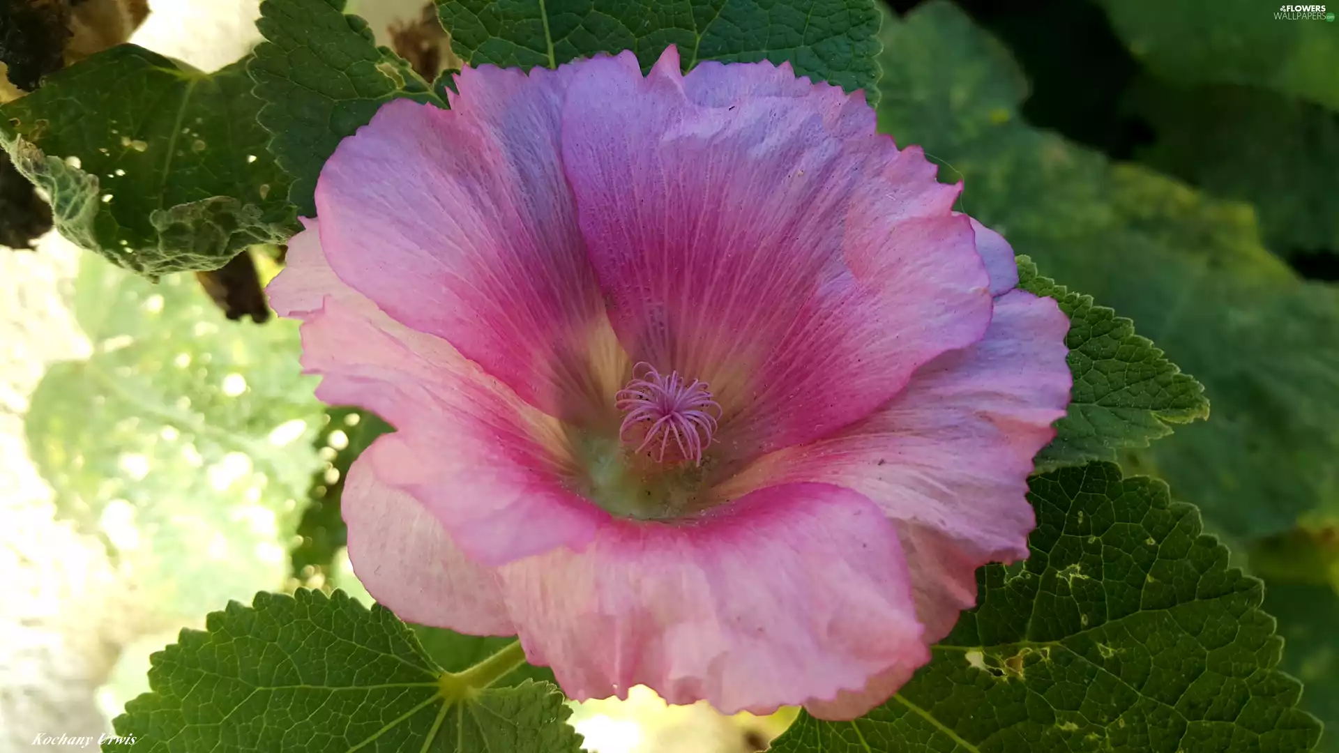 Pink, mallow