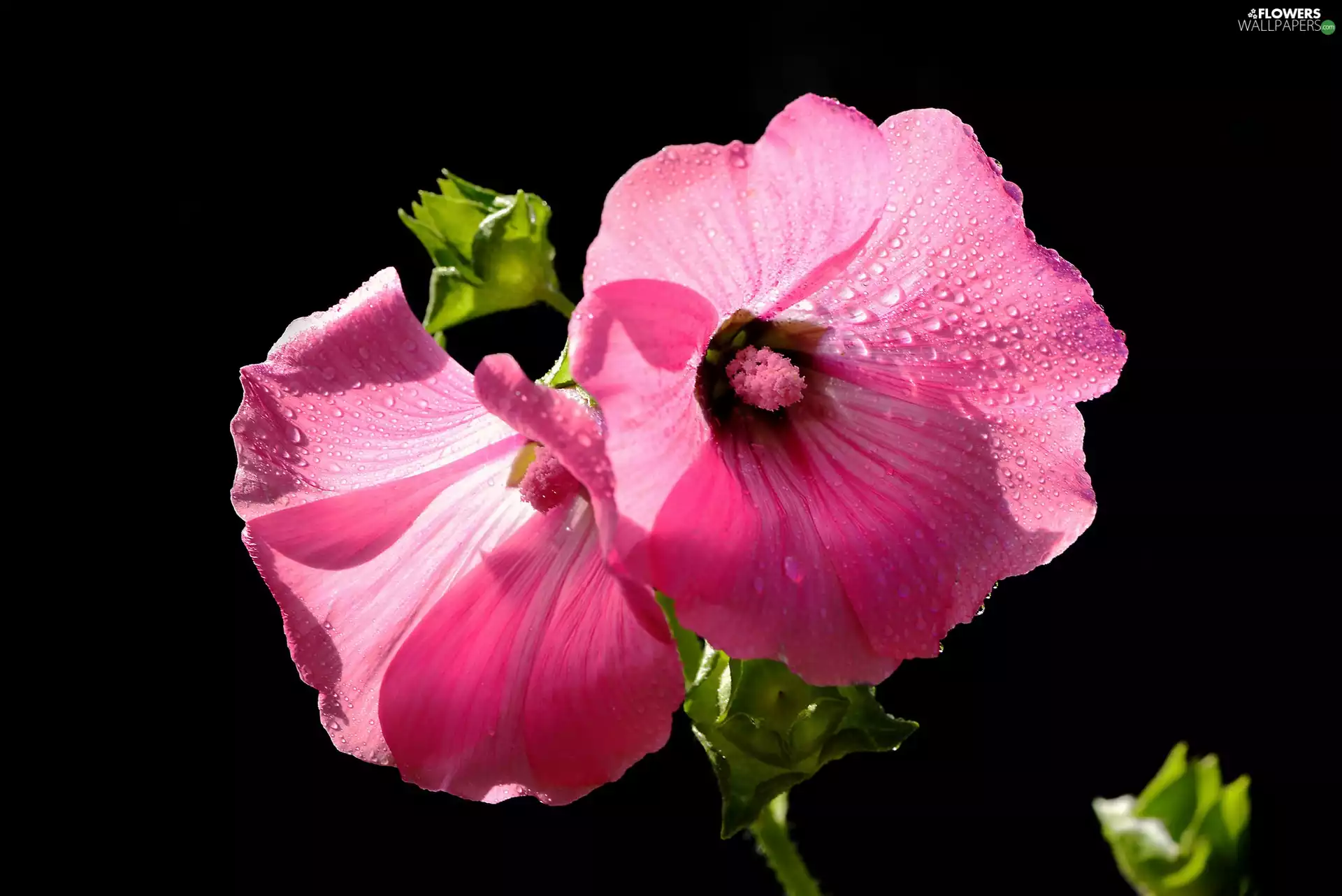 Pink, Flowers, mallow