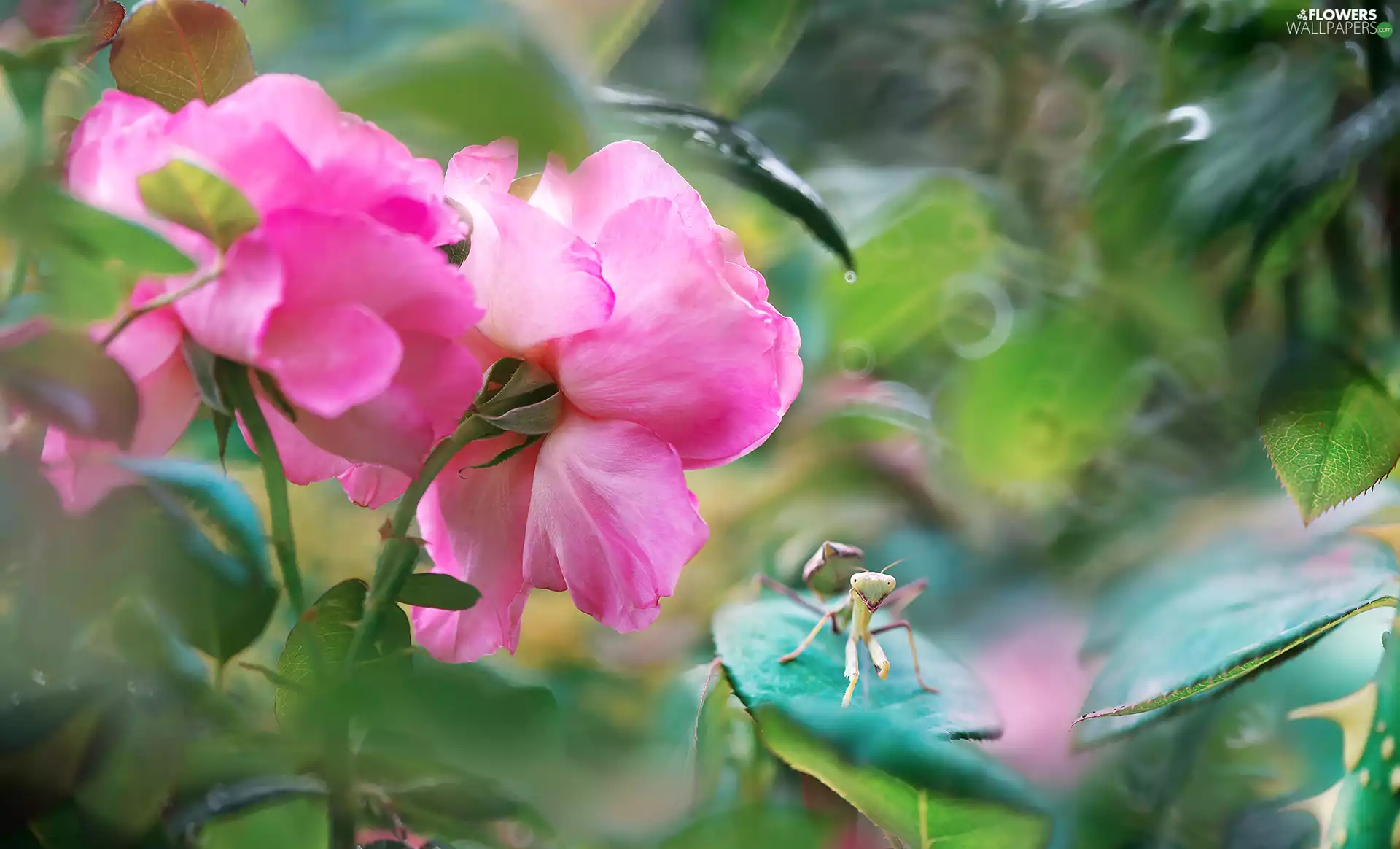developed, Two, mantis, Pink, Flowers, roses, blur