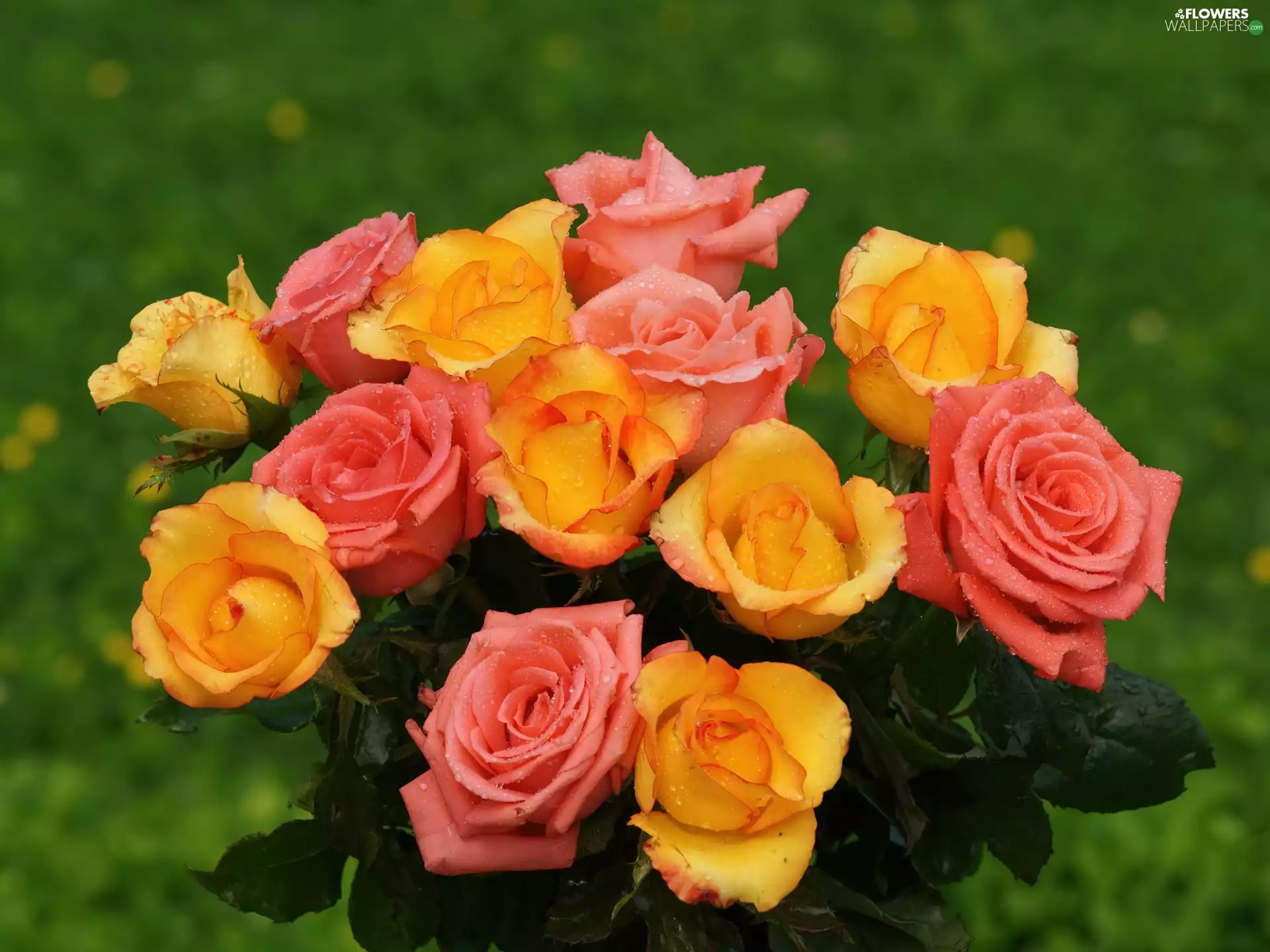 orange, bouquet, rouge, Pink