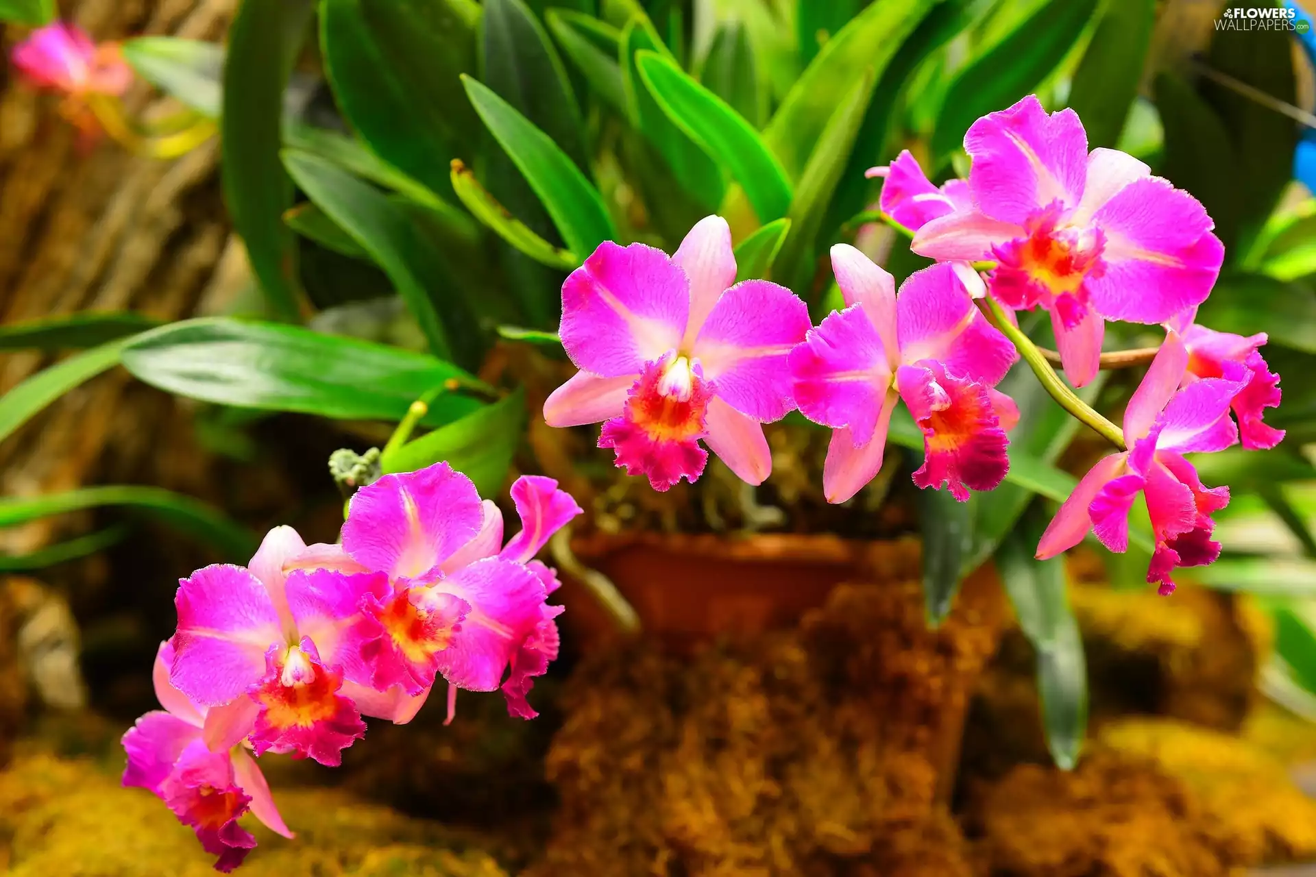 Pink, orchid