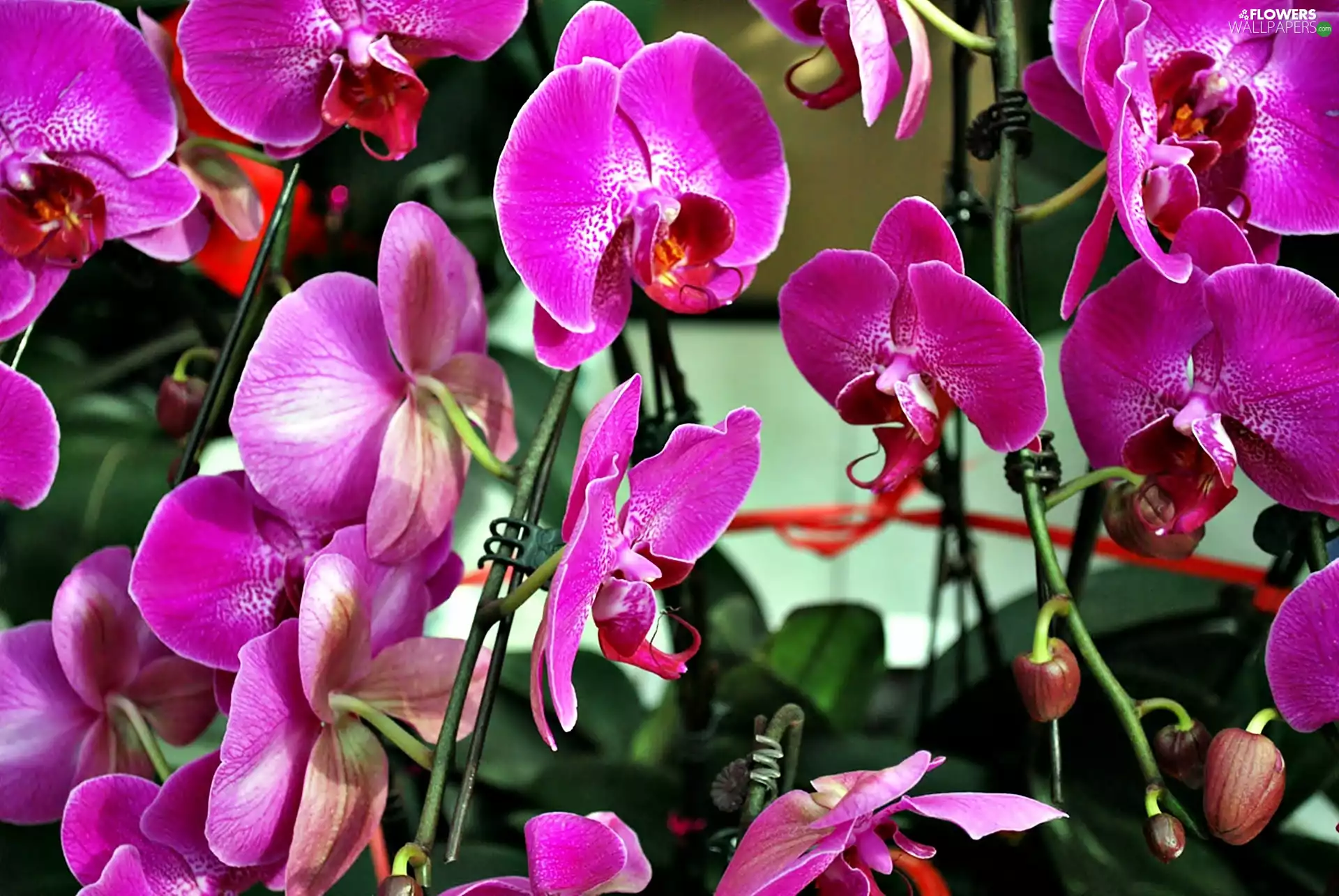Pink, orchids
