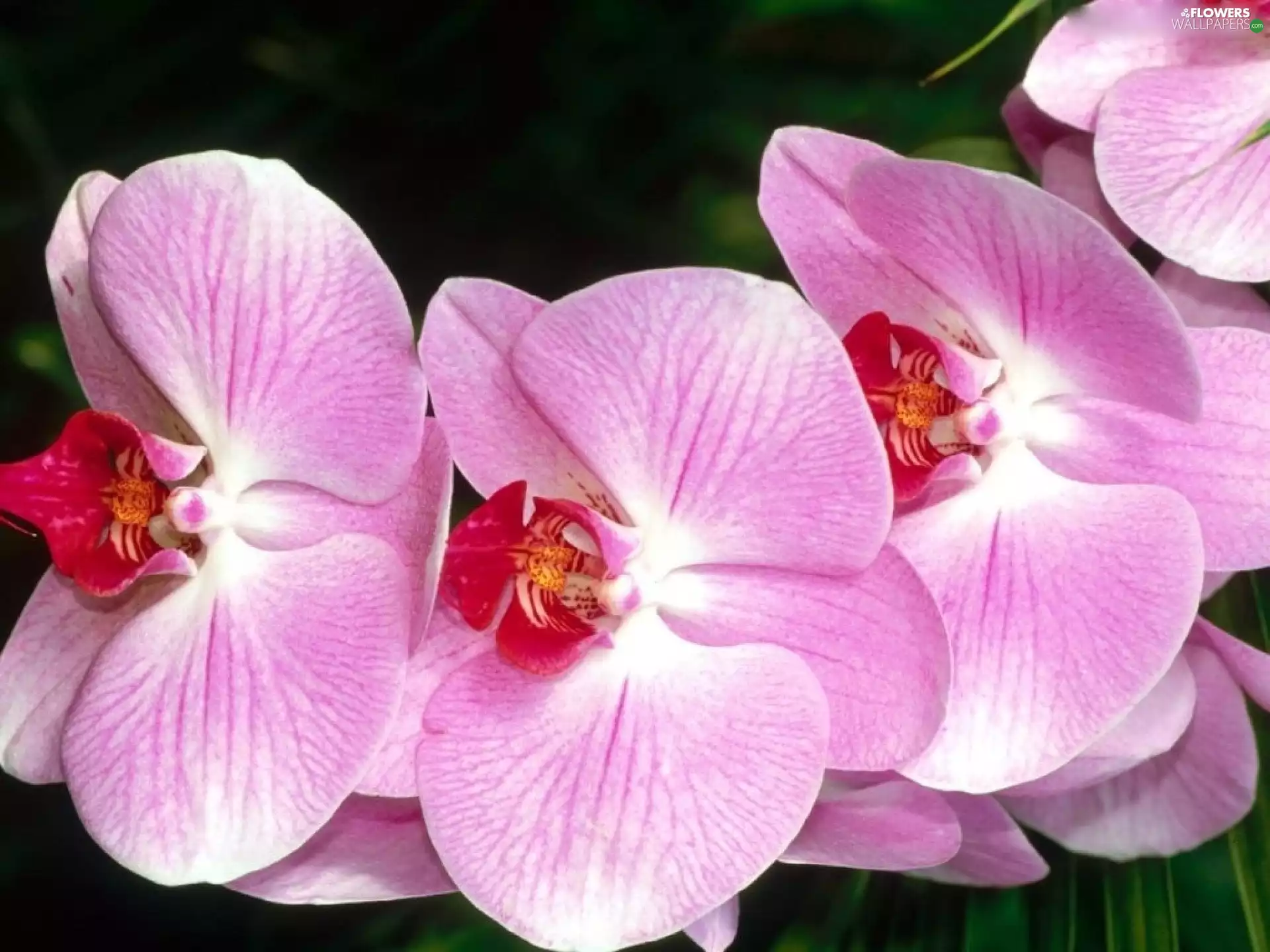 Pink, orchids
