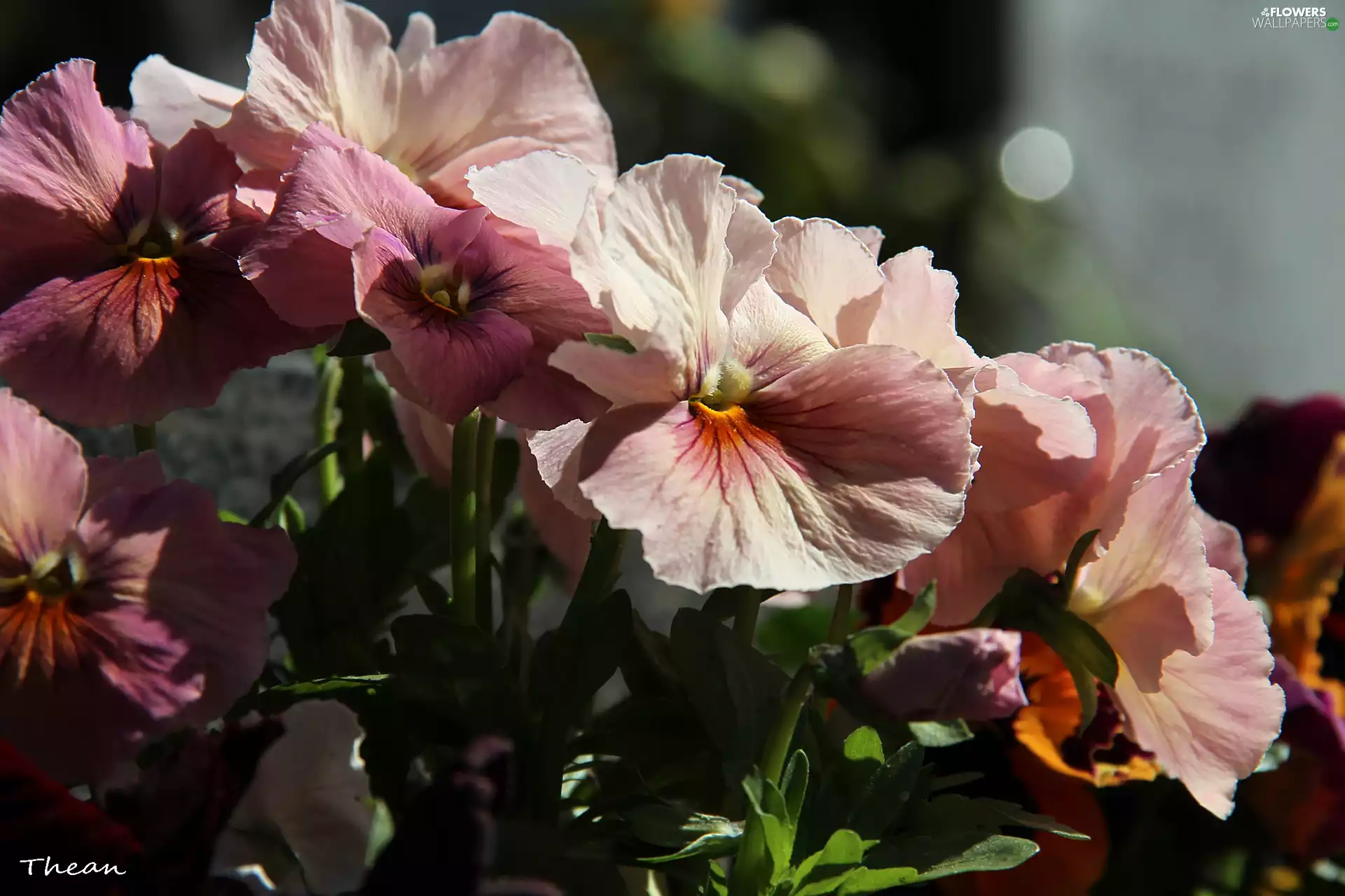 Pink, pansies