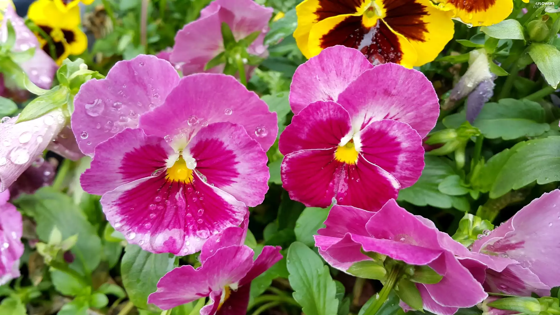 Pink, pansies