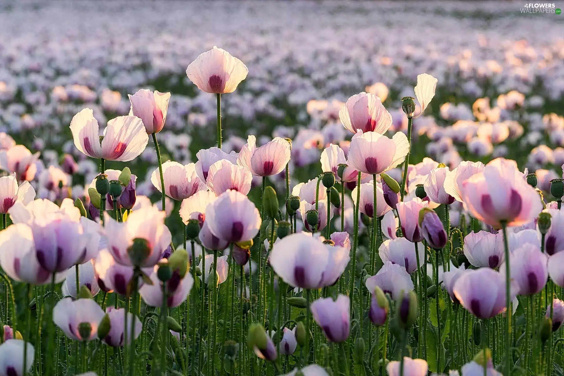 papavers, Flowers, Light pink