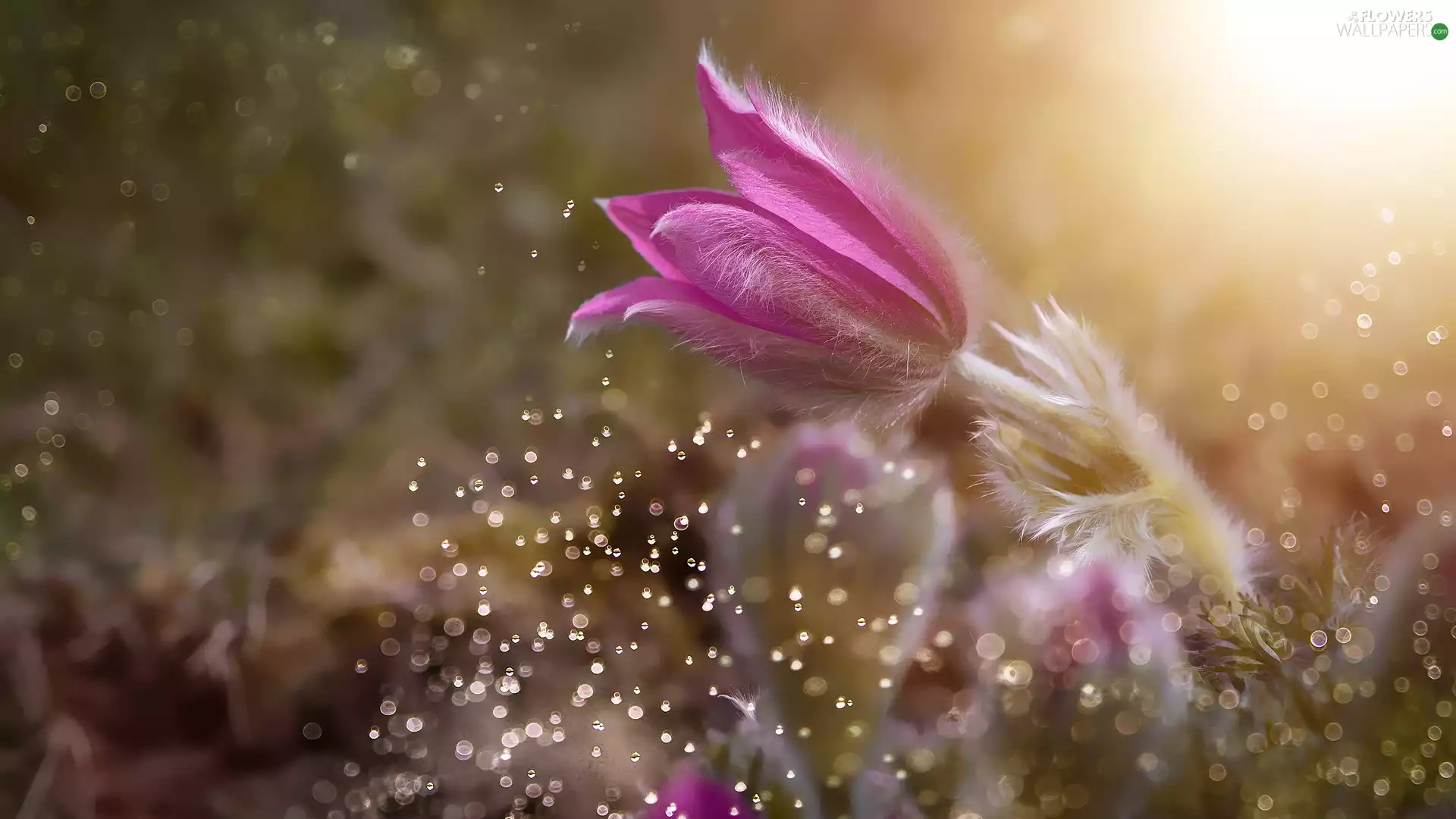 pasque, Colourfull Flowers, Pink