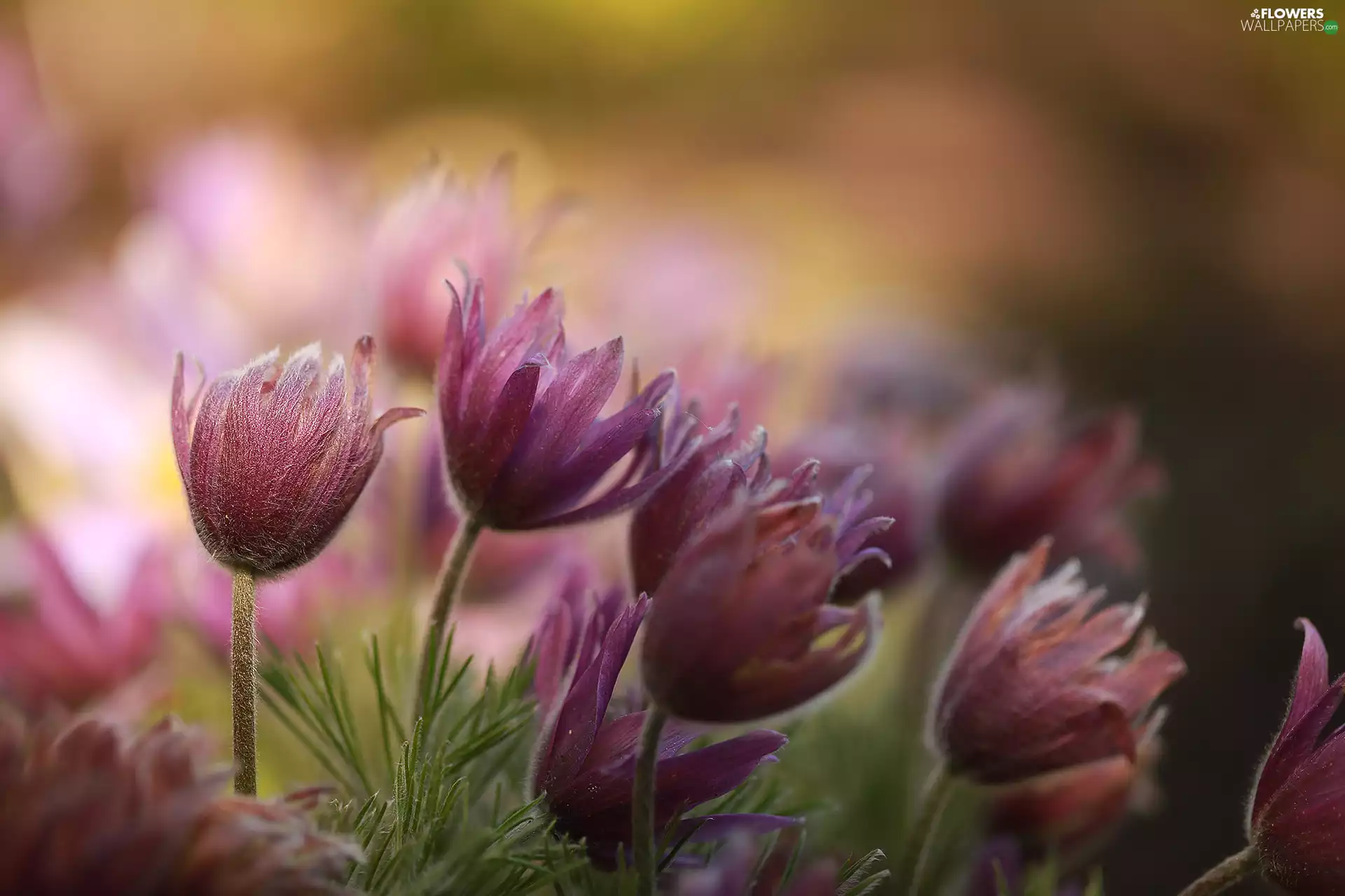 pasque, inclined, Flowers, Pink