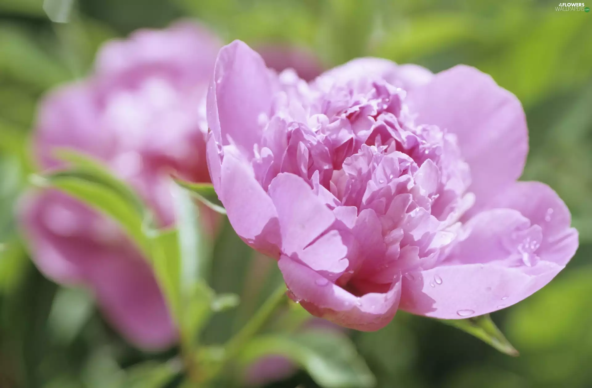 Pink, peony