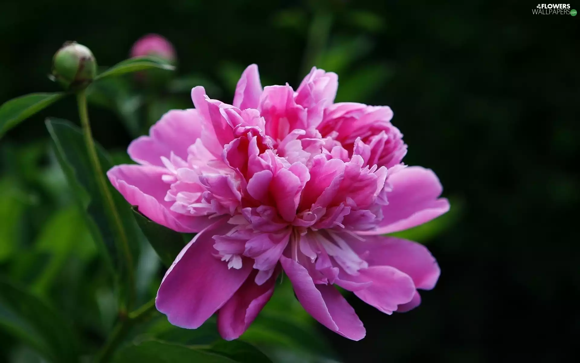 Pink, peony