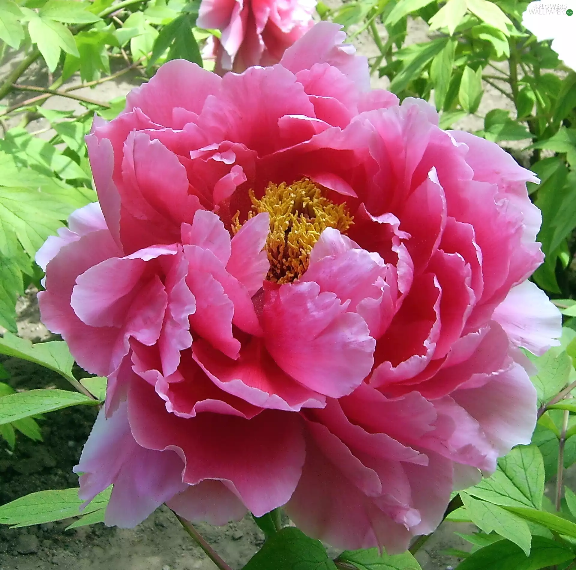 Pink, peony