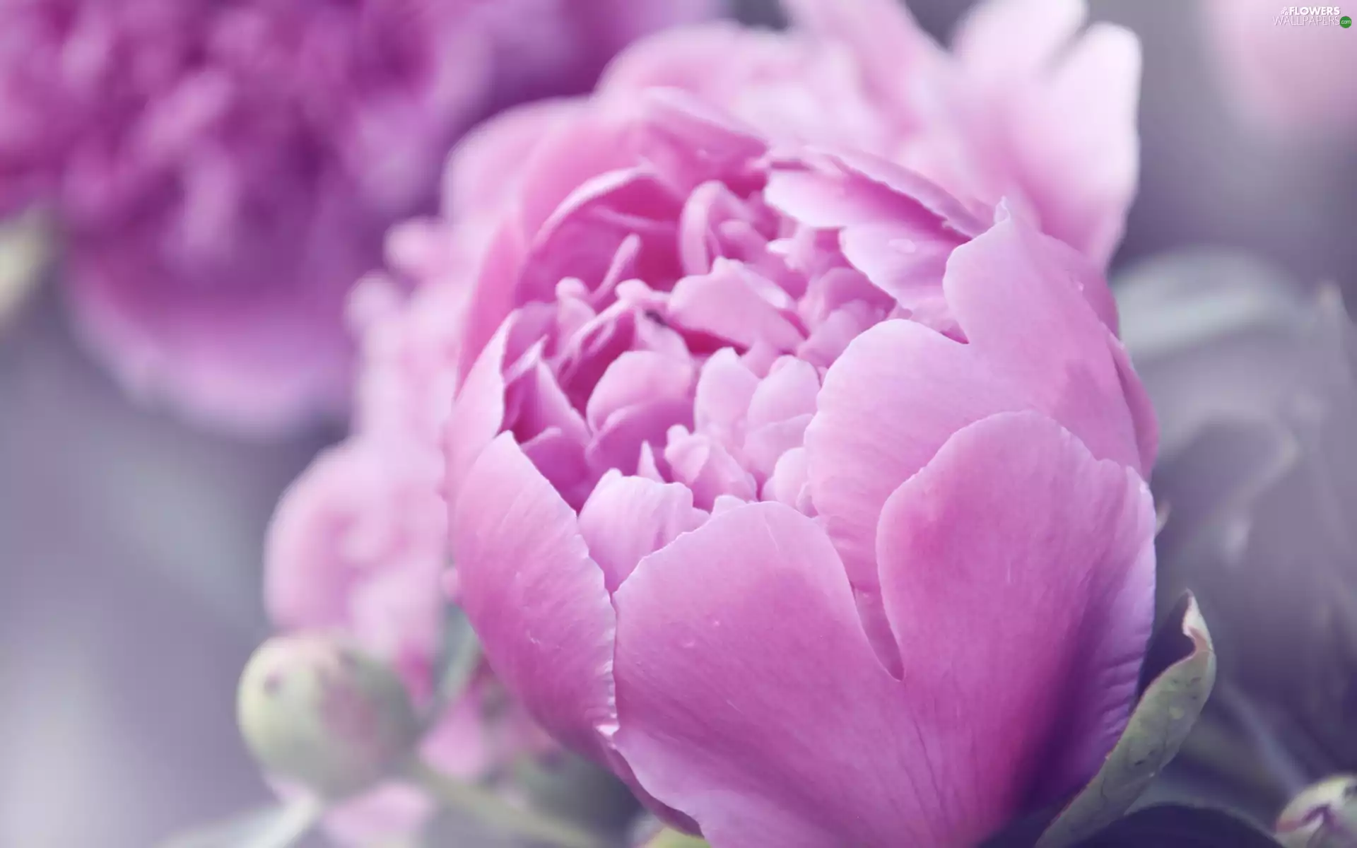 Pink, peony