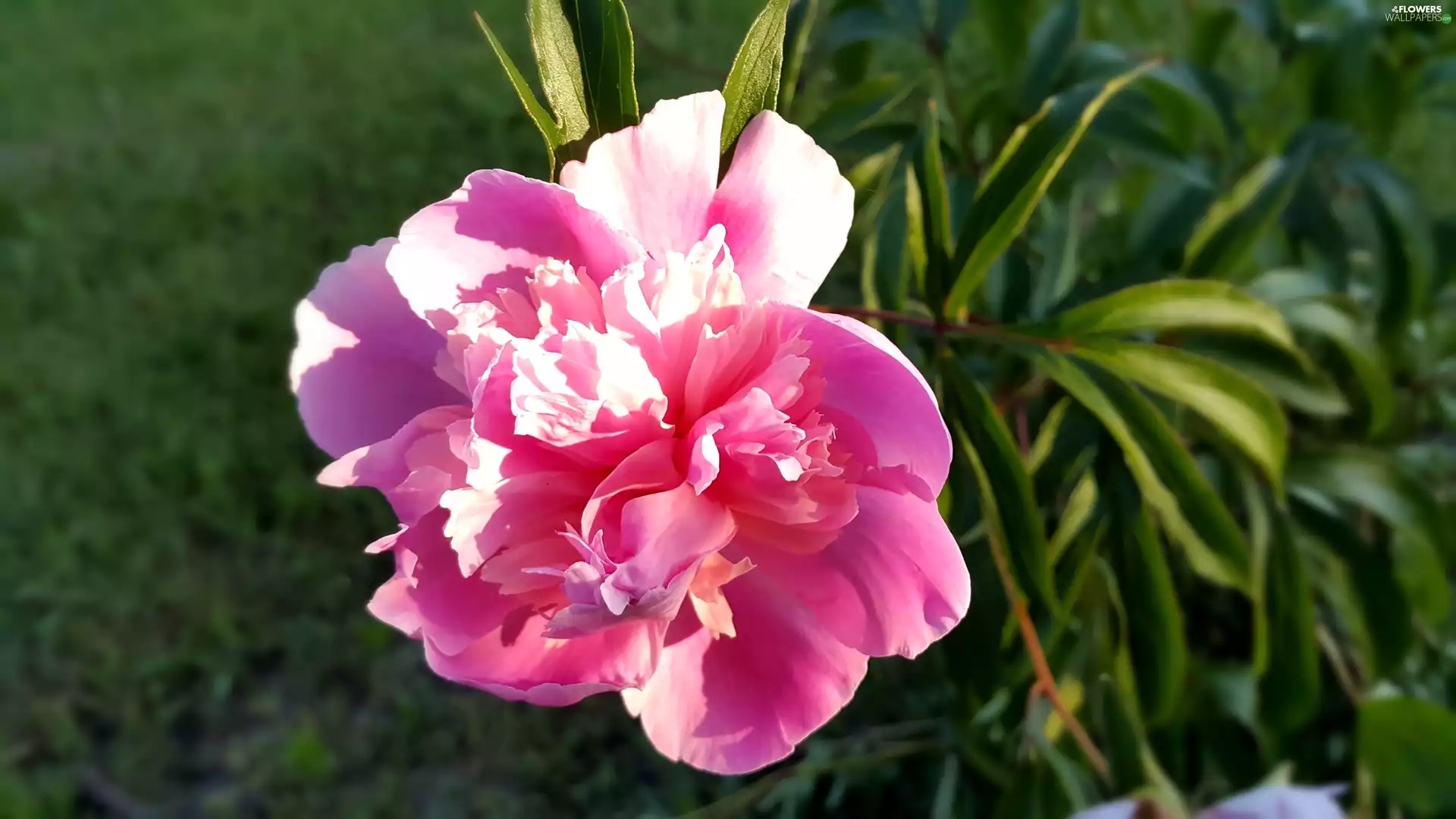 Pink, peony