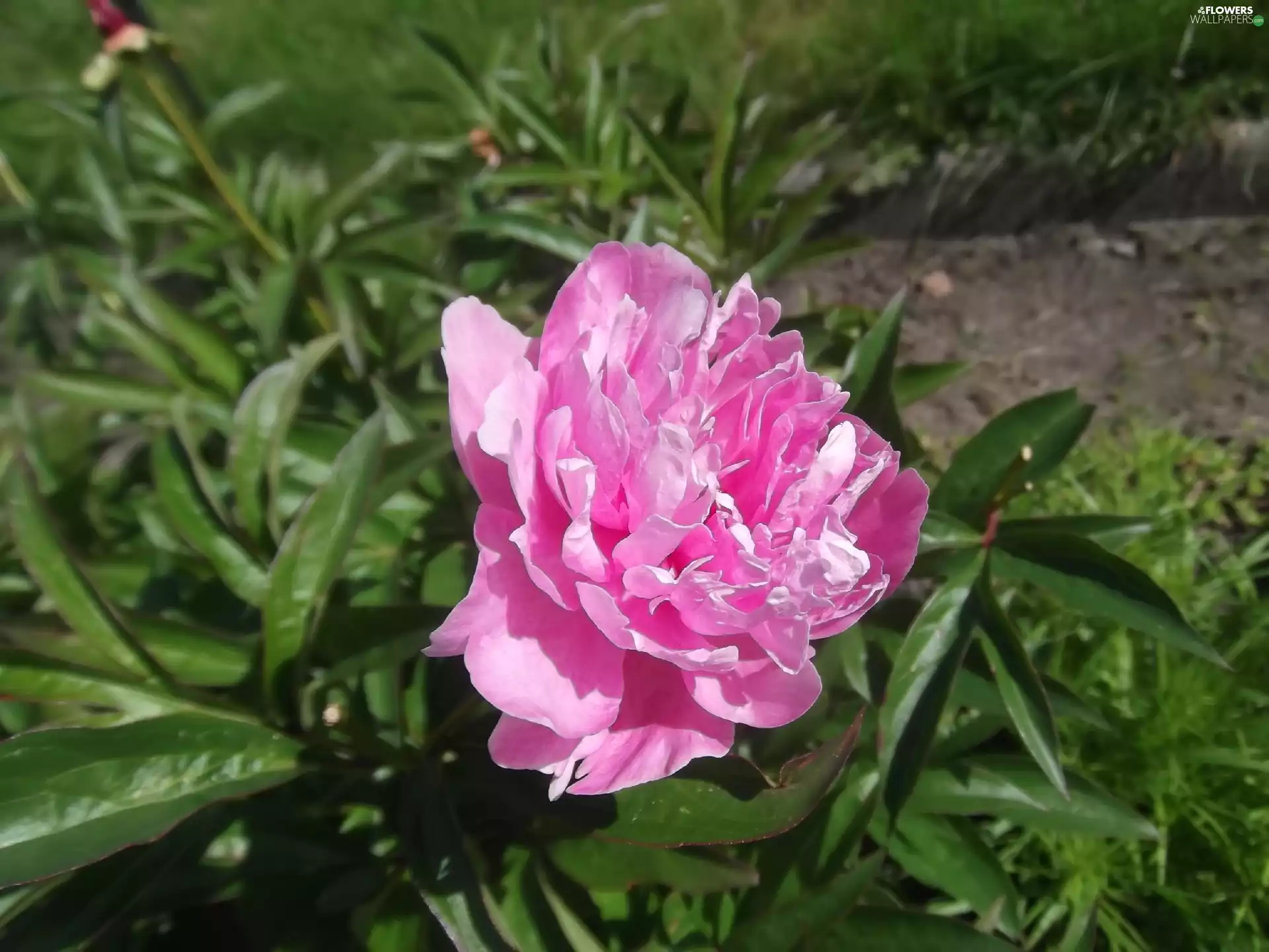 Pink, peony