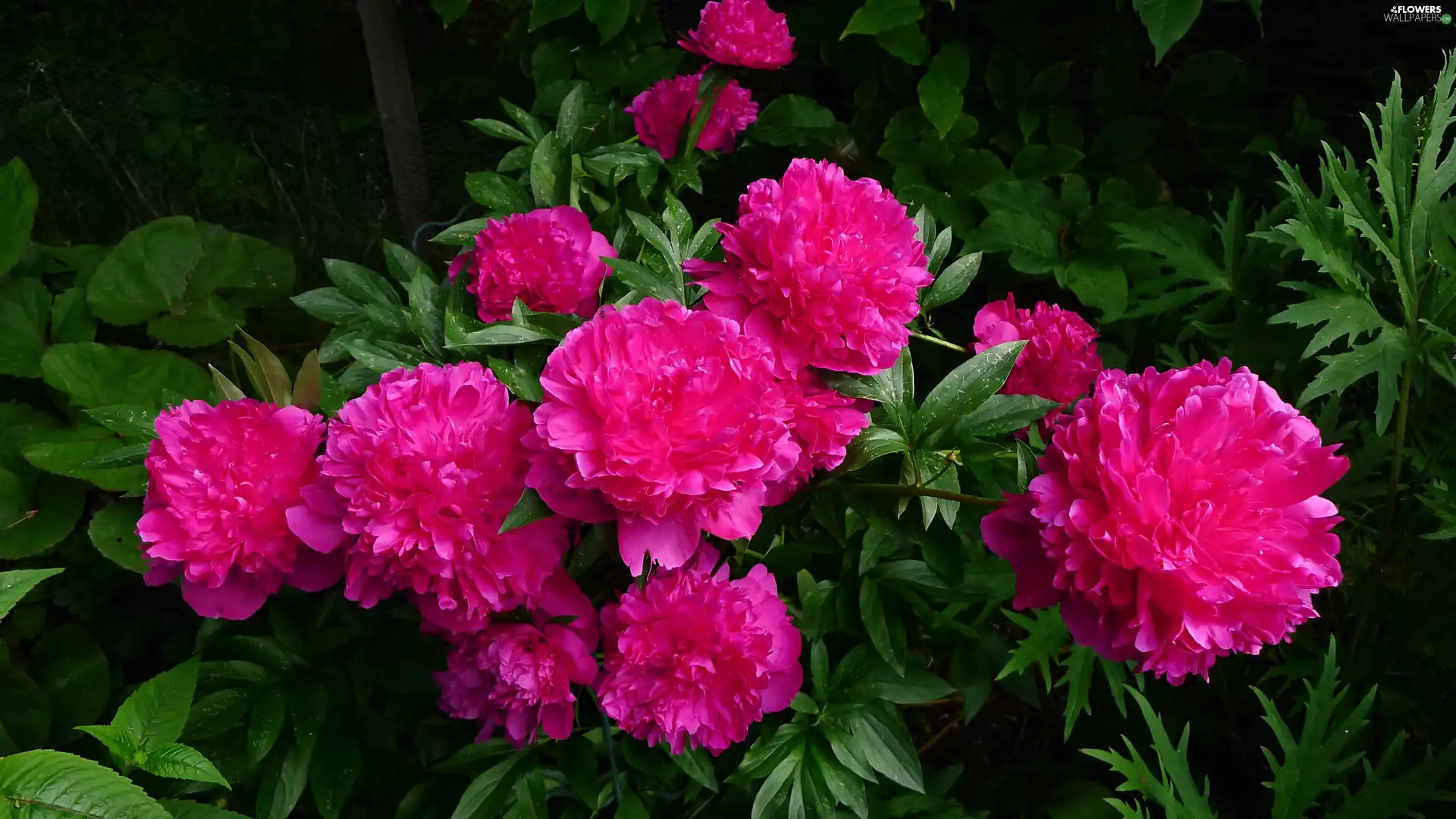 peony, Flowers, flourishing, Pink