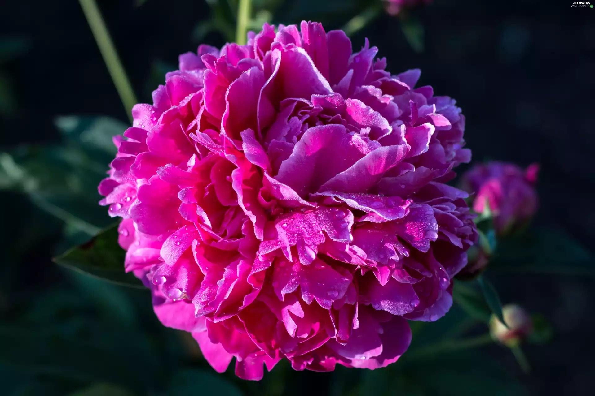 Pink, peony