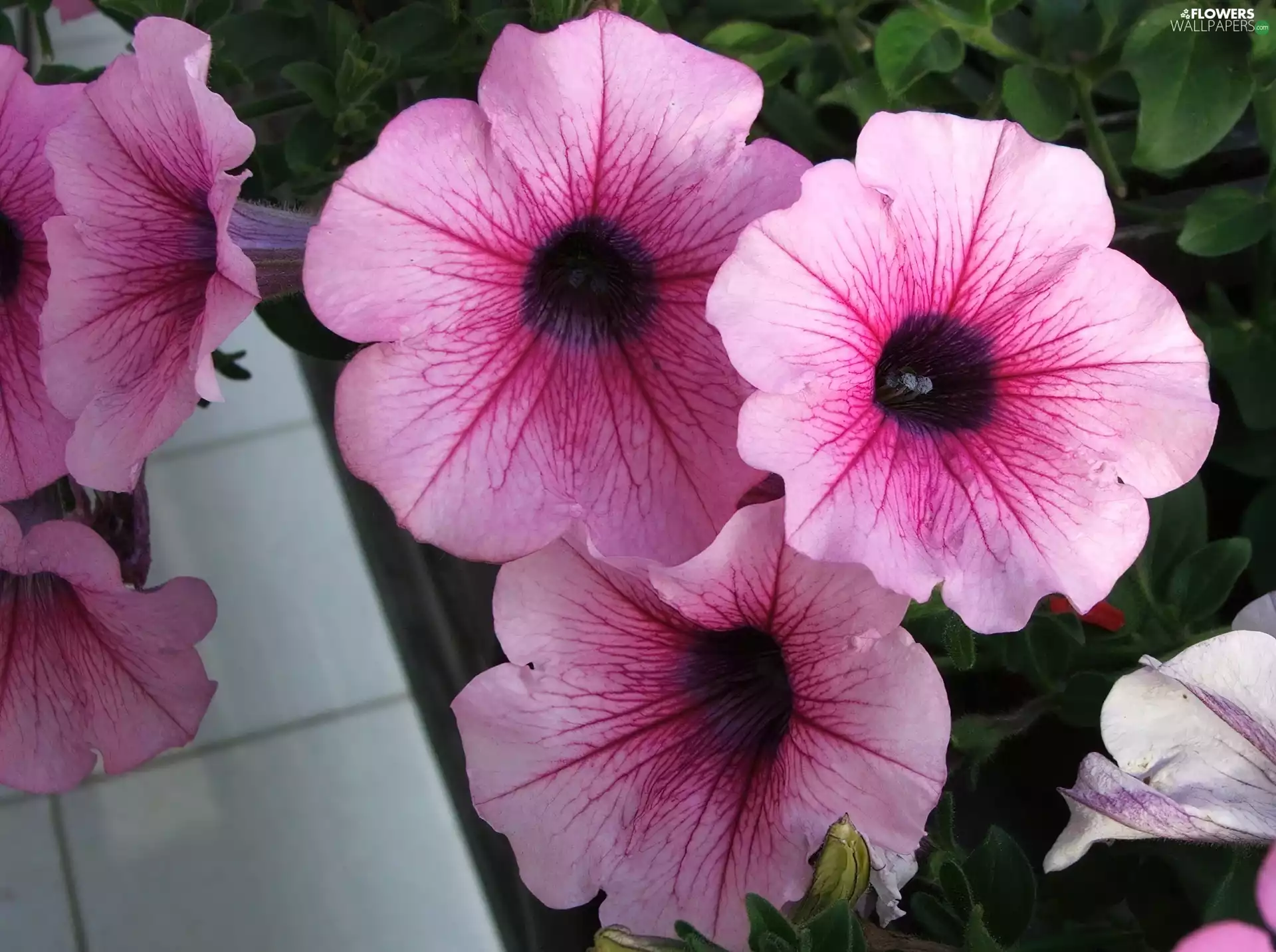 Pink, Petunia