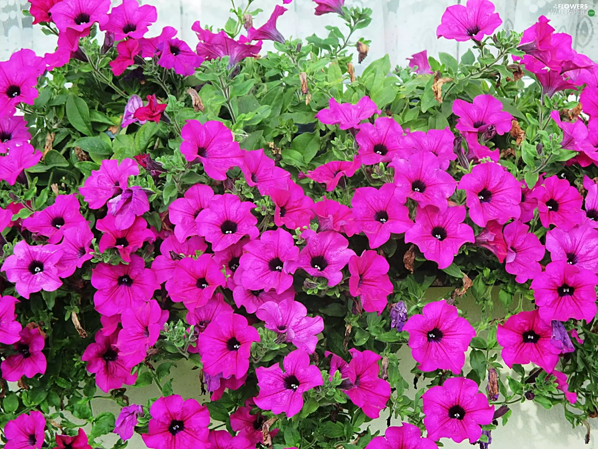 Pink Petunia