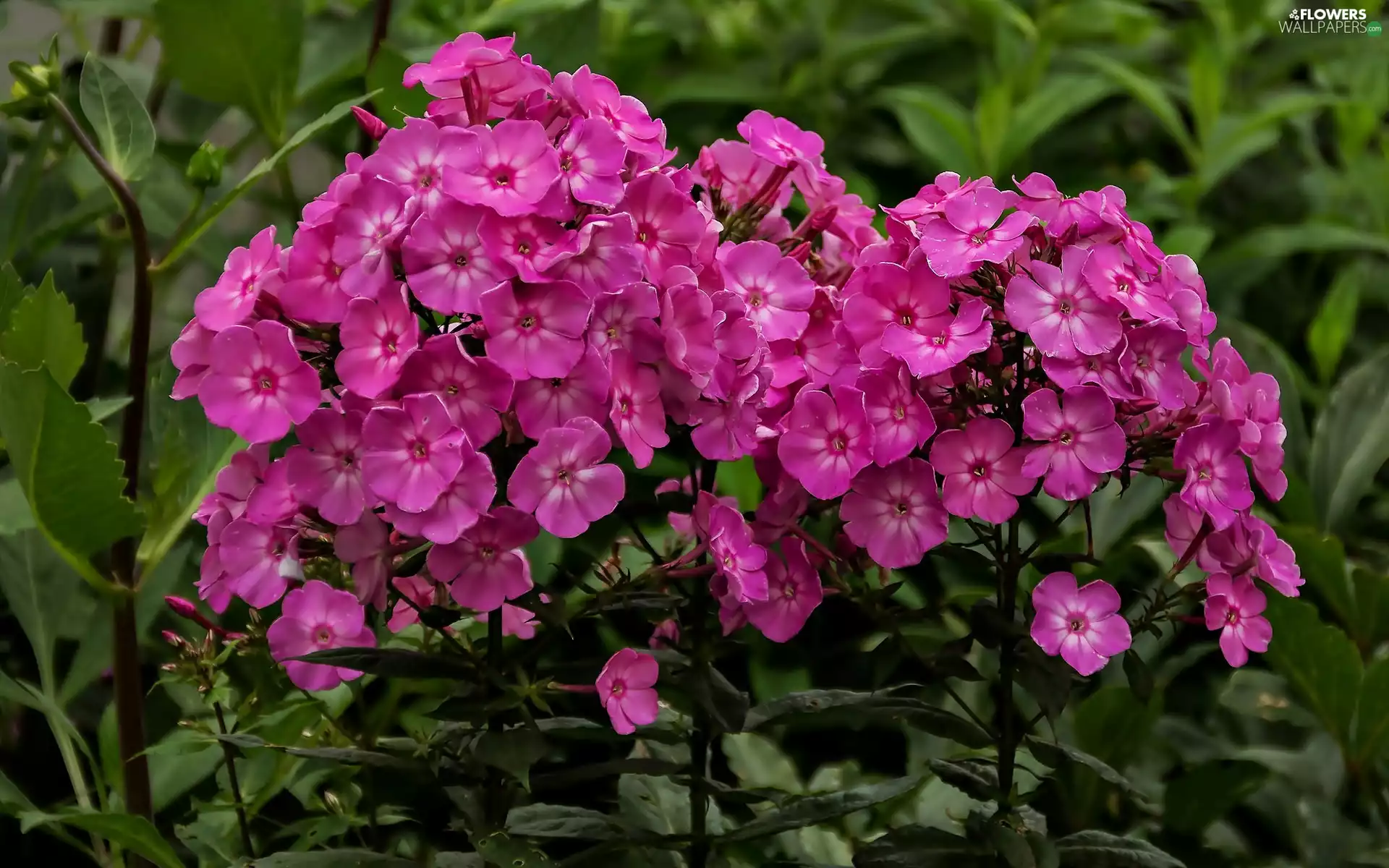 Pink, phlox
