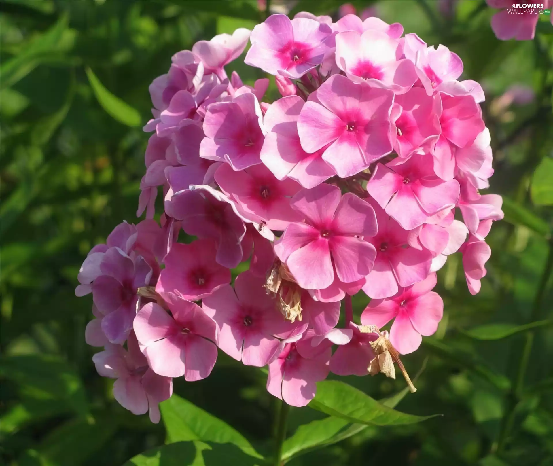 Pink, phlox