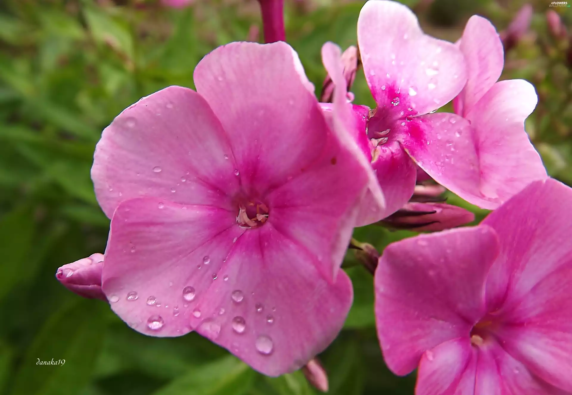 Pink, phlox
