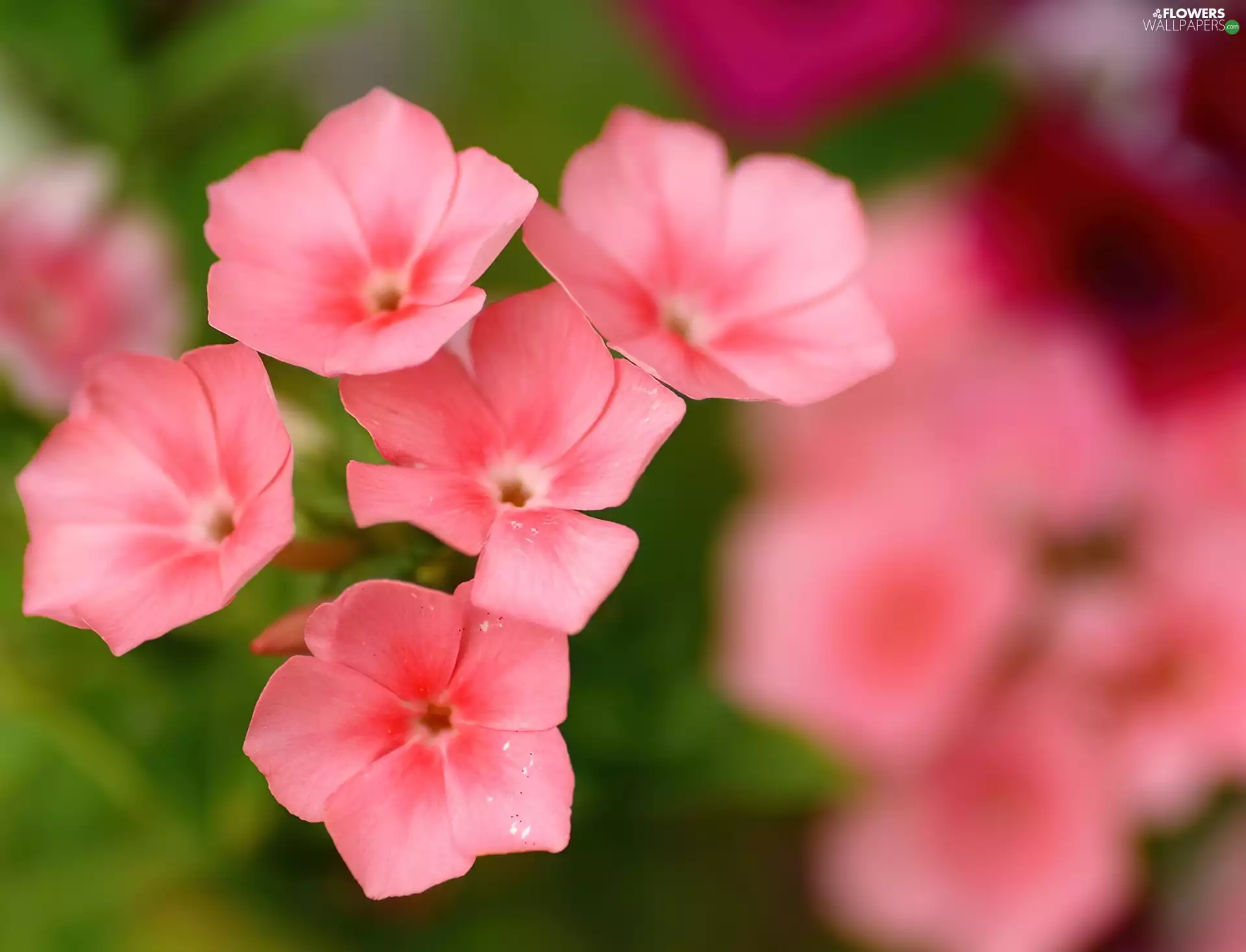 Pink, phlox