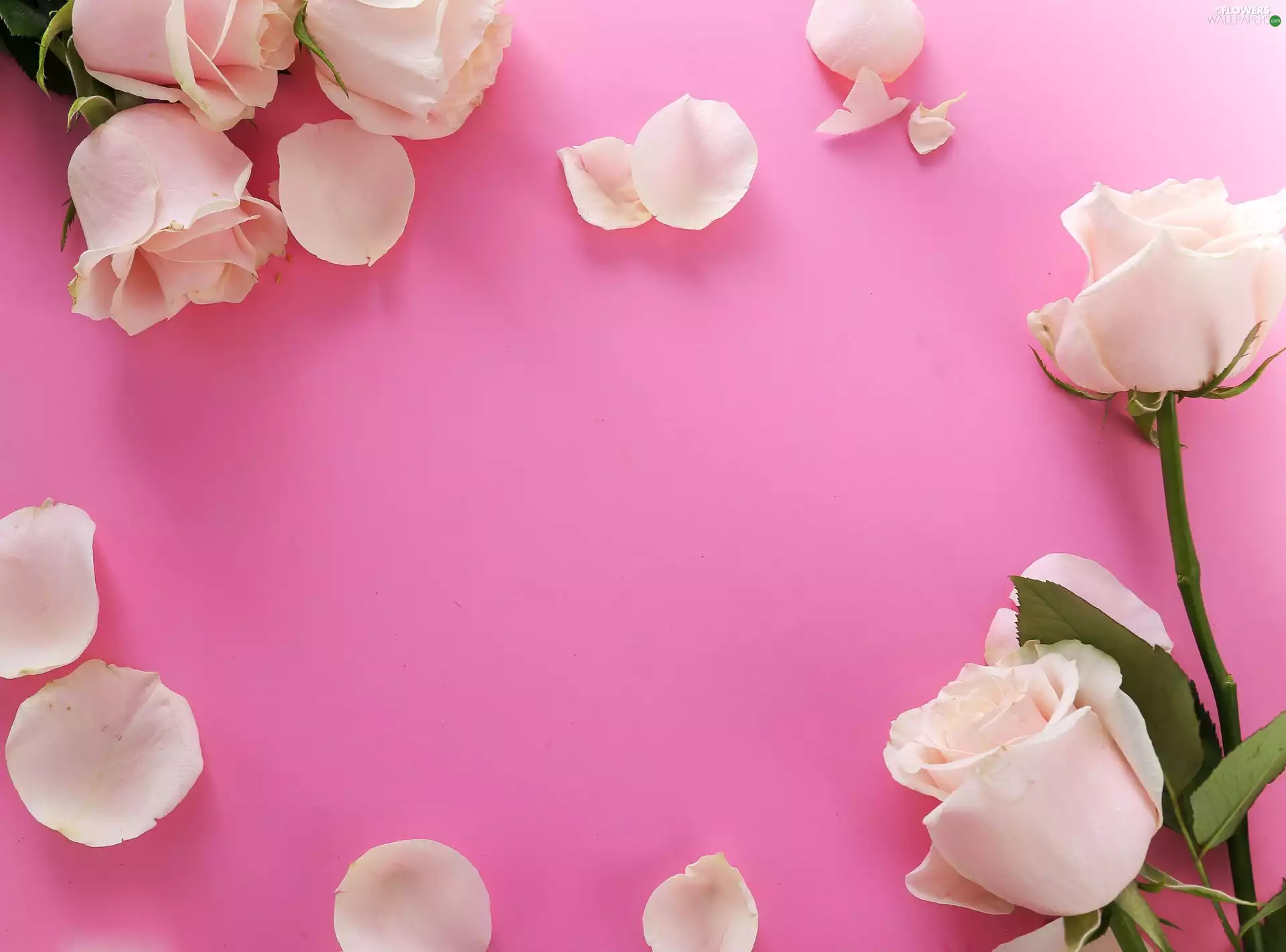 roses, Flowers, background, Pink, flakes, Pink