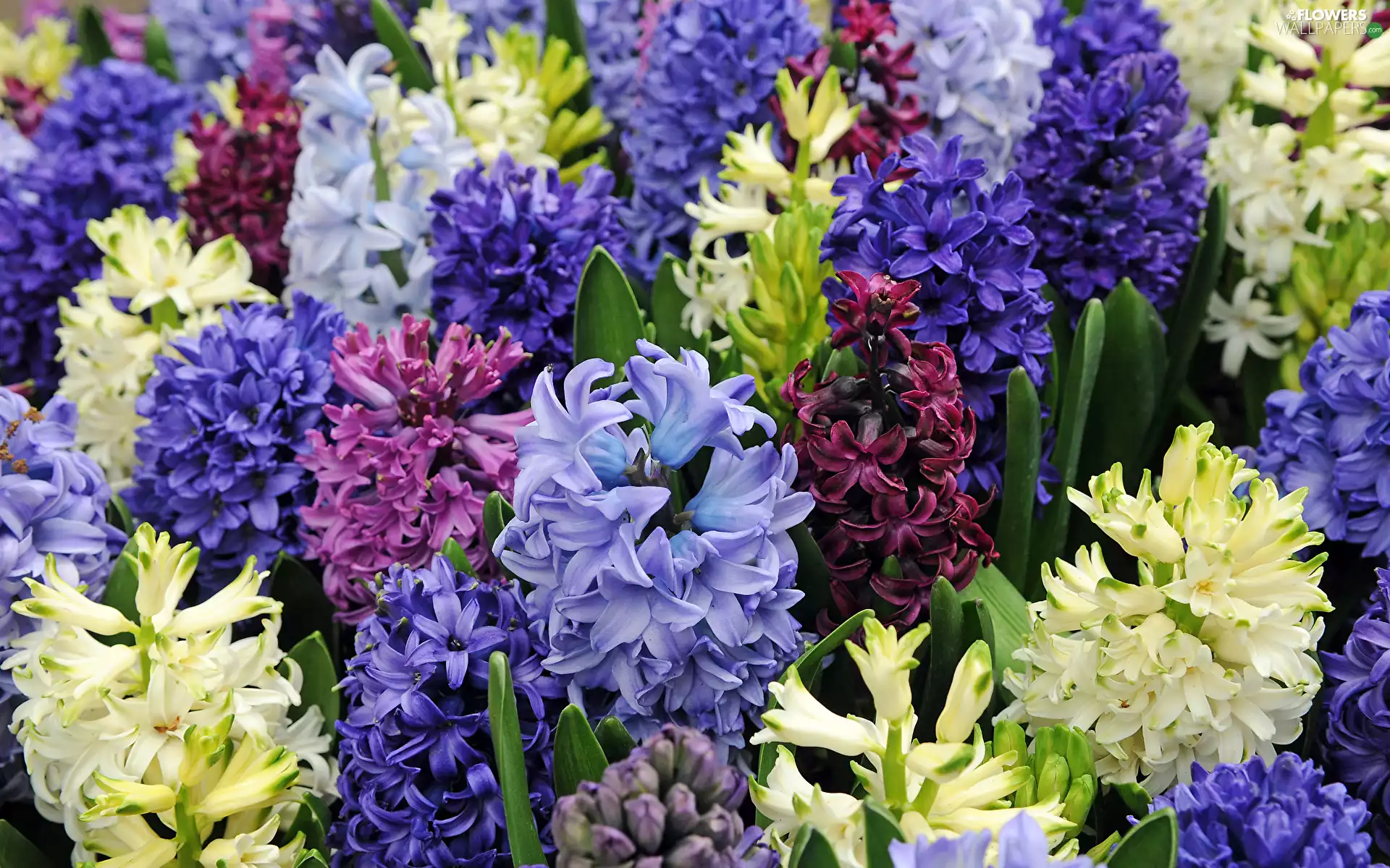 purple, White, Hyacinths, Pink