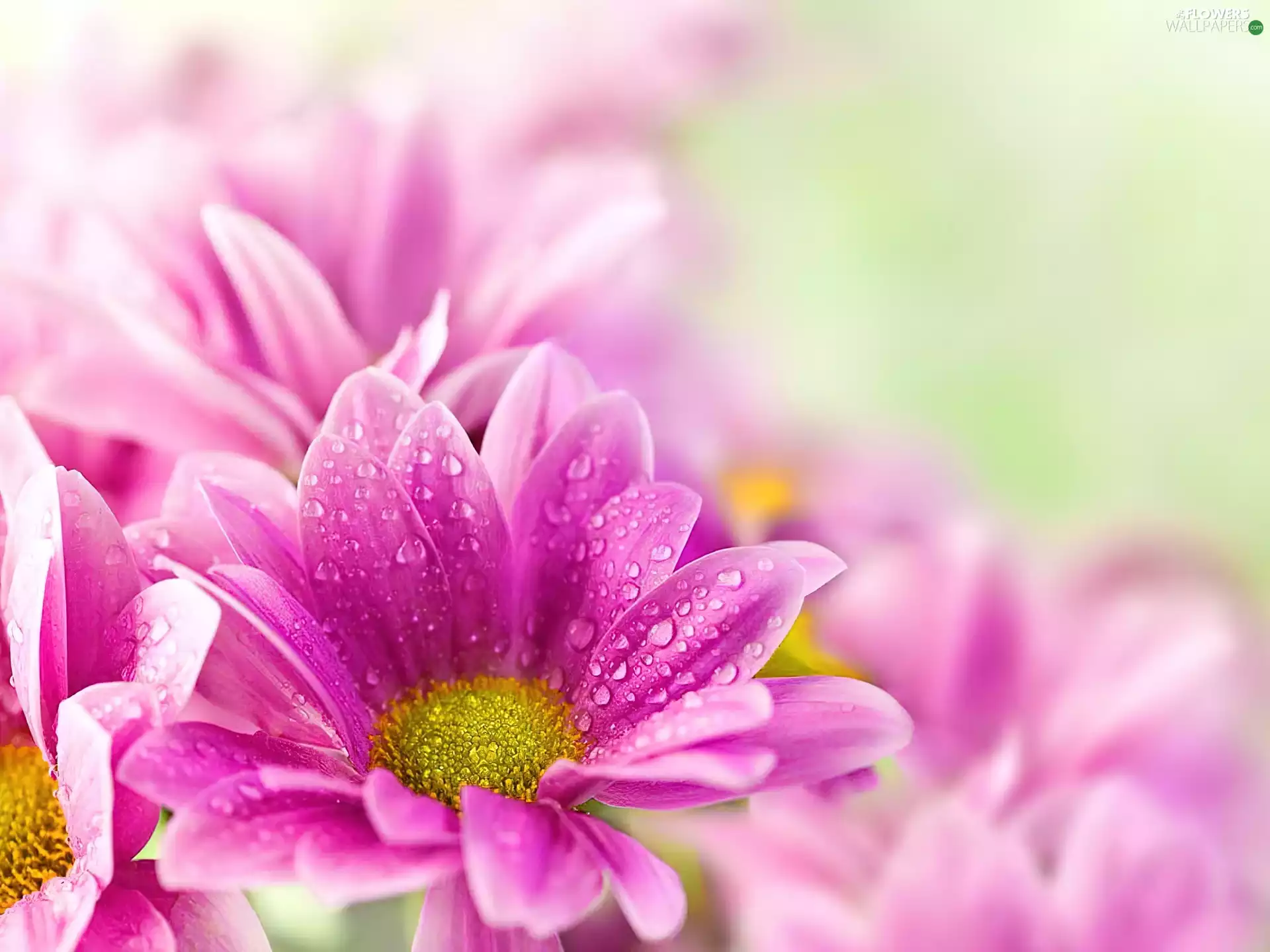 Pink, pyrethrum