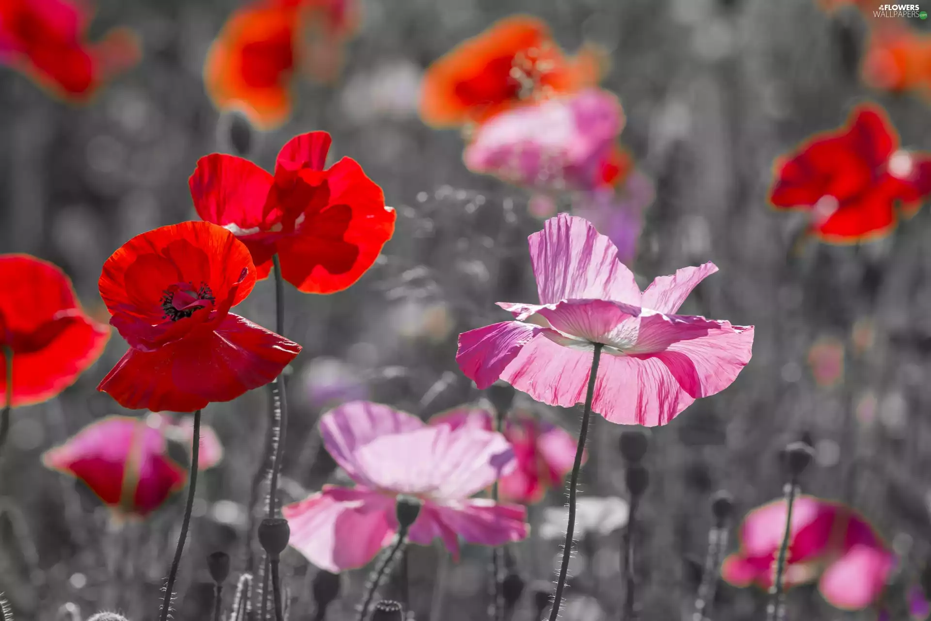 Red, papavers, blur, Pink