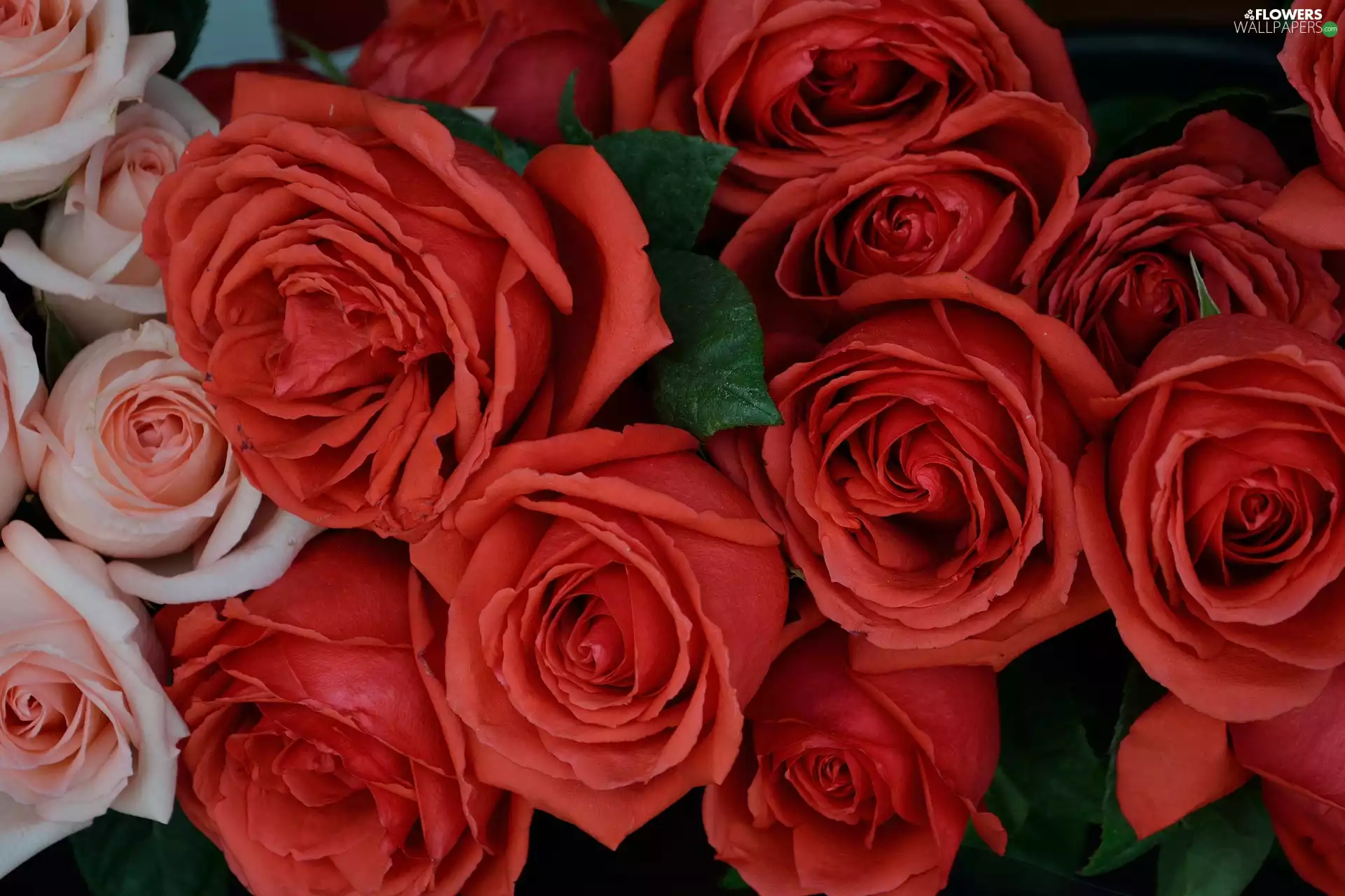Red, Flowers, roses, Pink