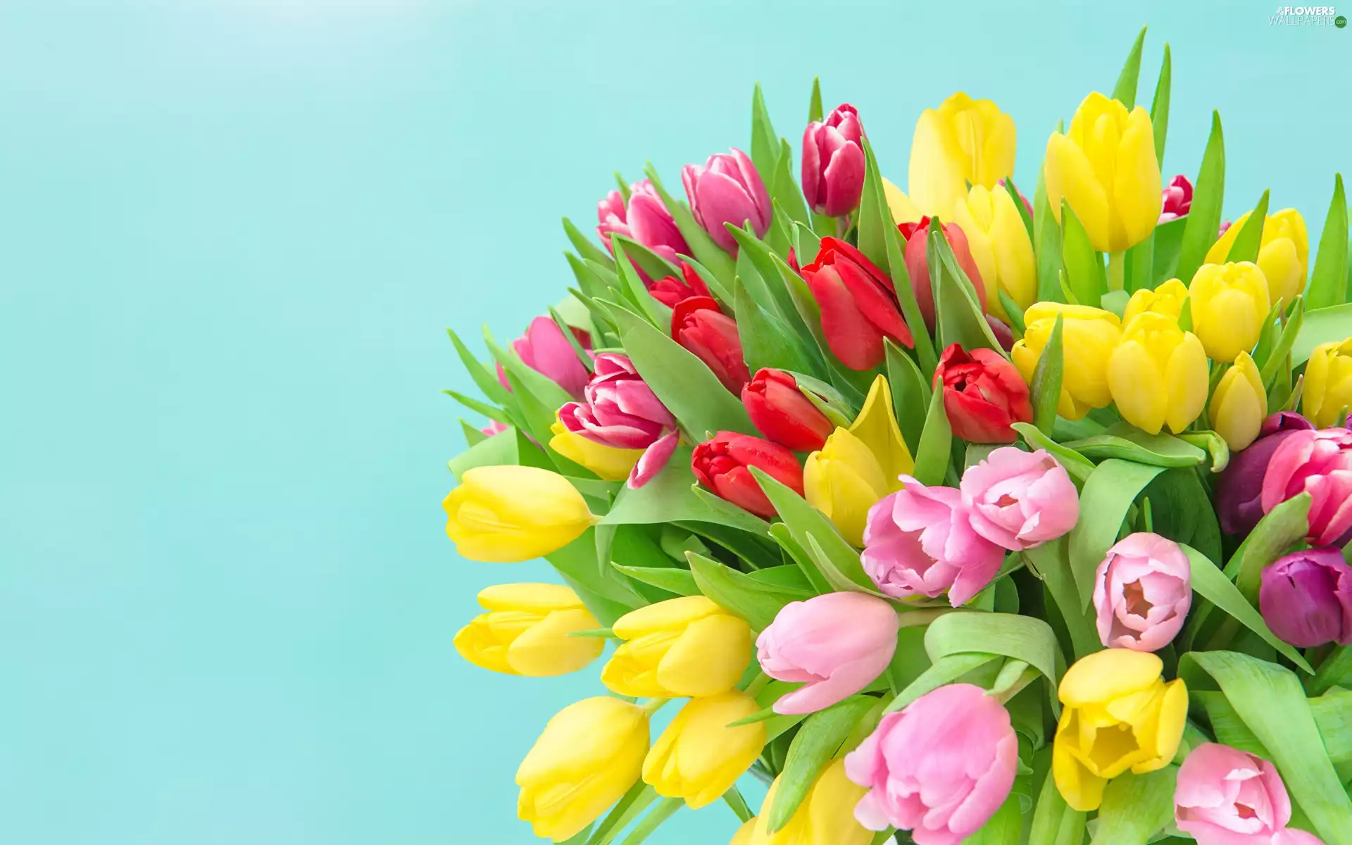 Red, Yellow, Tulips, Pink