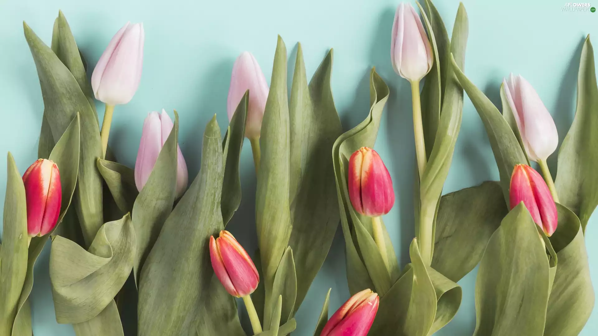 Red-Yellow, Tulips, Pink