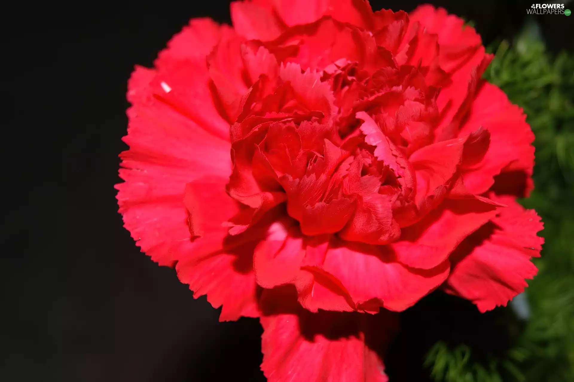 Red, pink