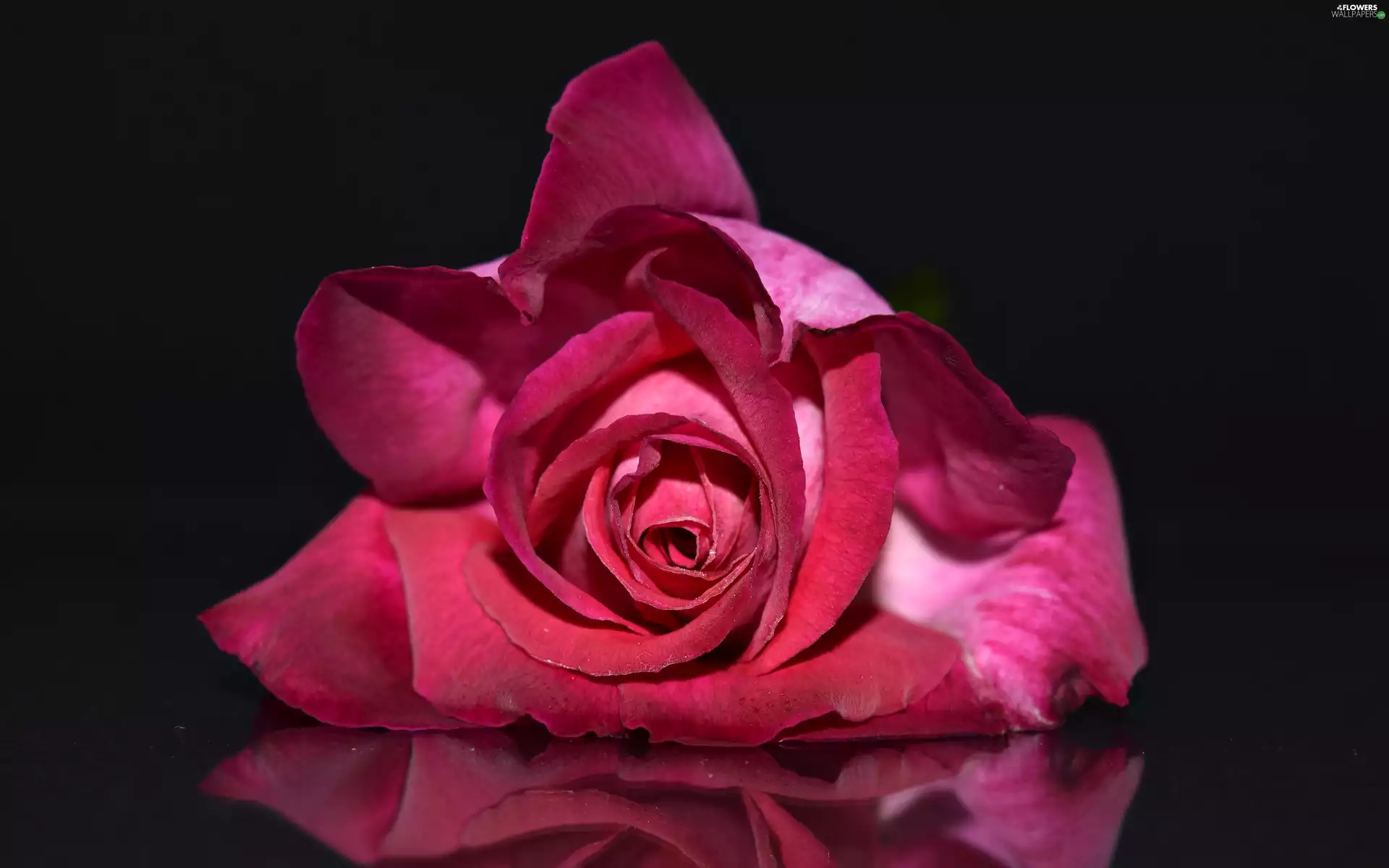 Pink, rose