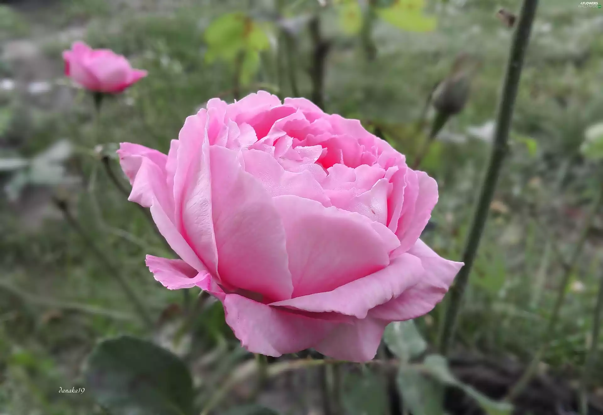 rose, Colourfull Flowers, Pink