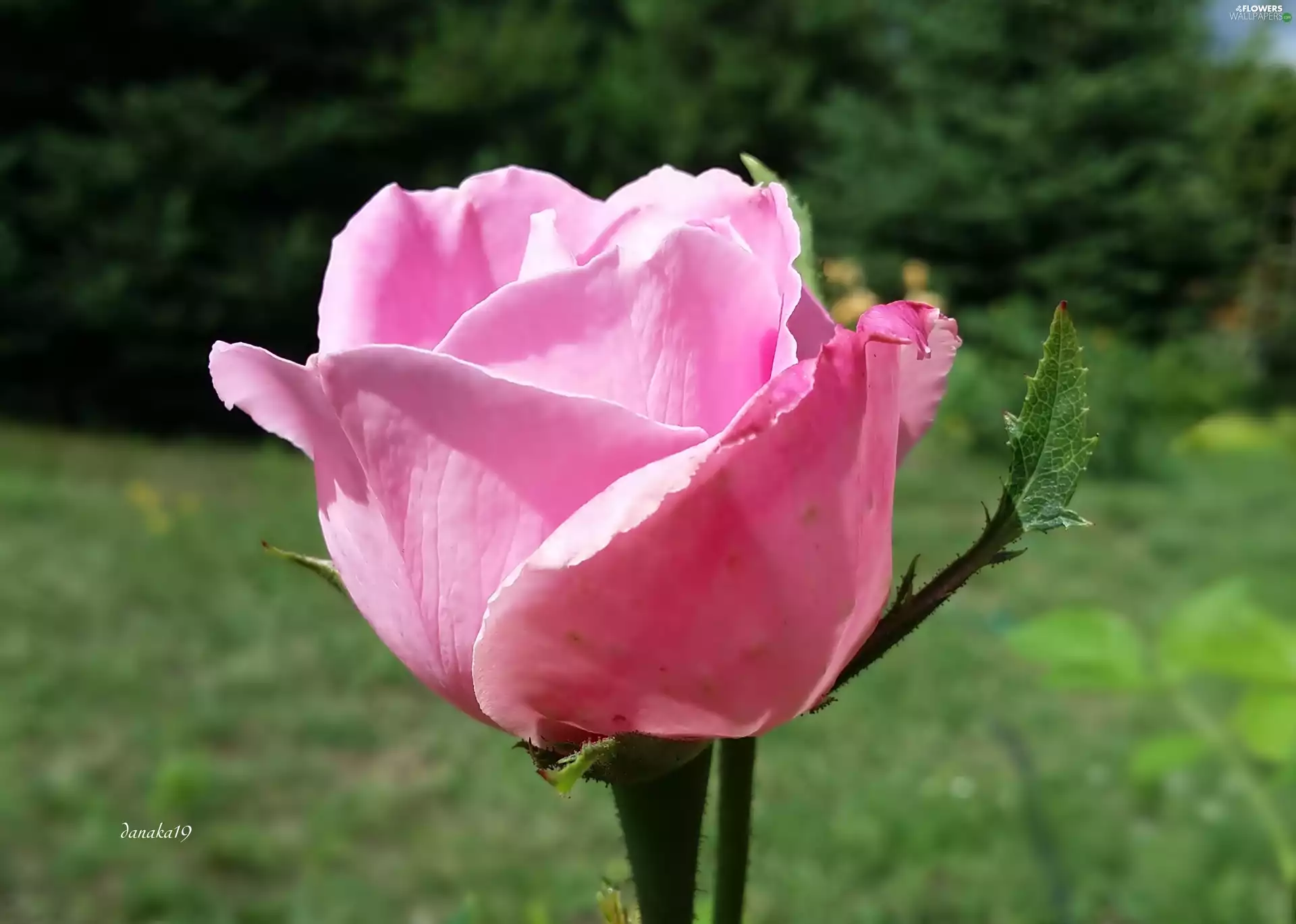 rose, Colourfull Flowers, Pink