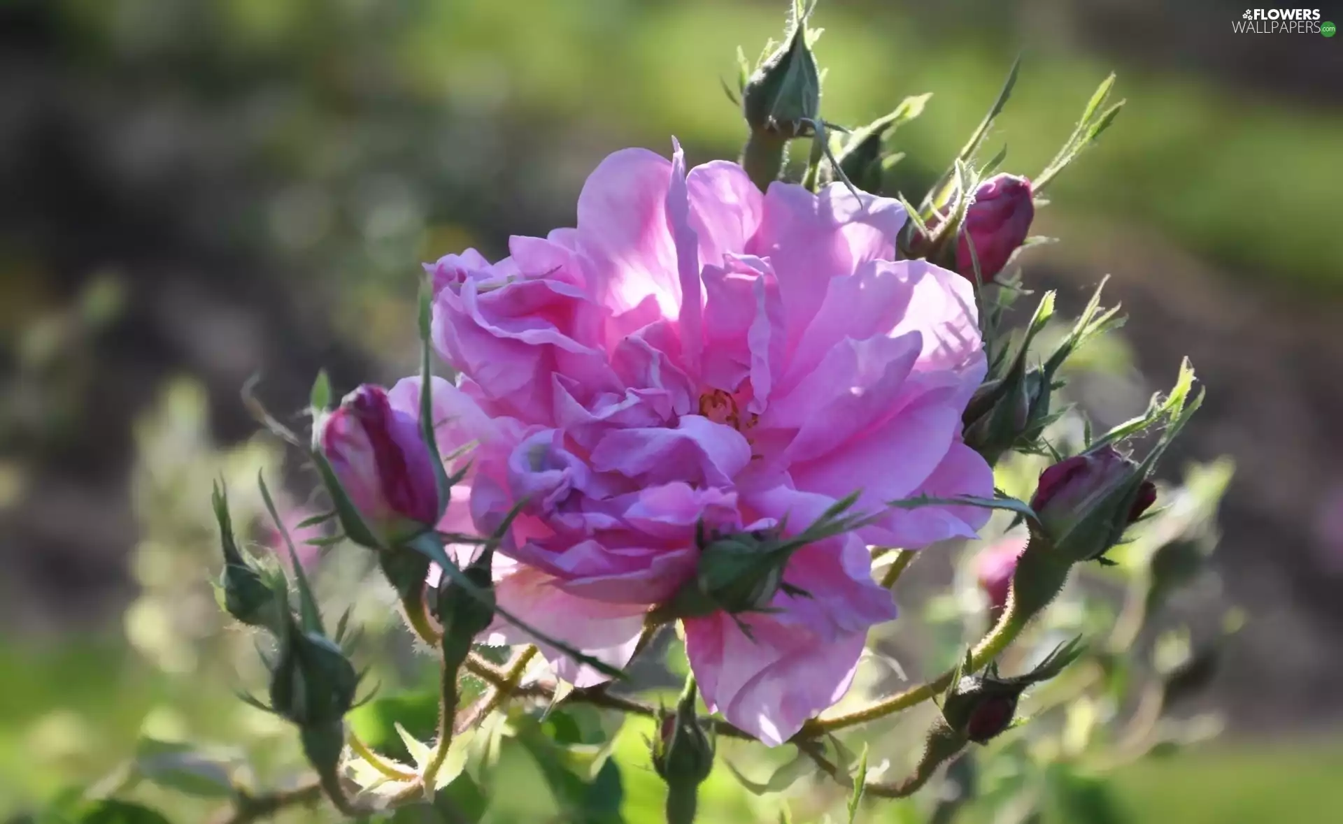 rose, Colourfull Flowers, Pink