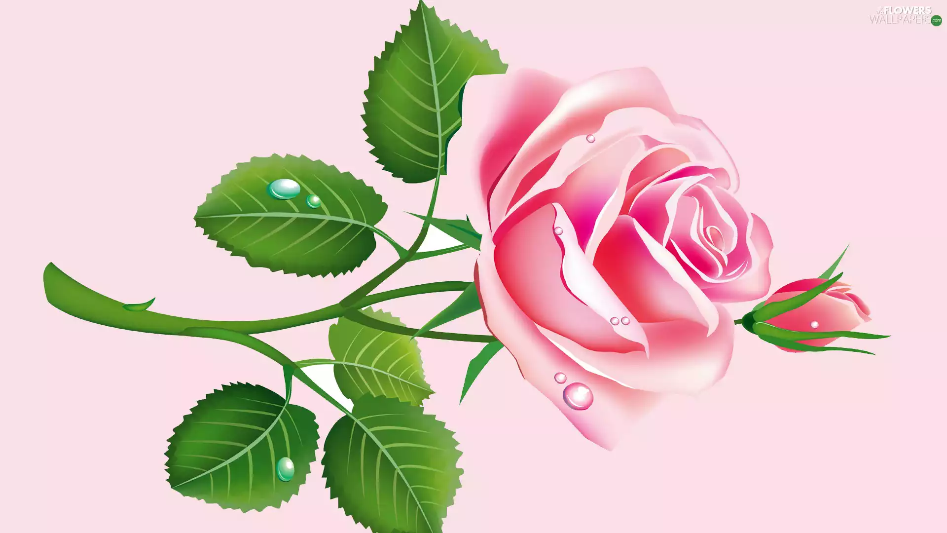 rose, 2D Graphics, Pink