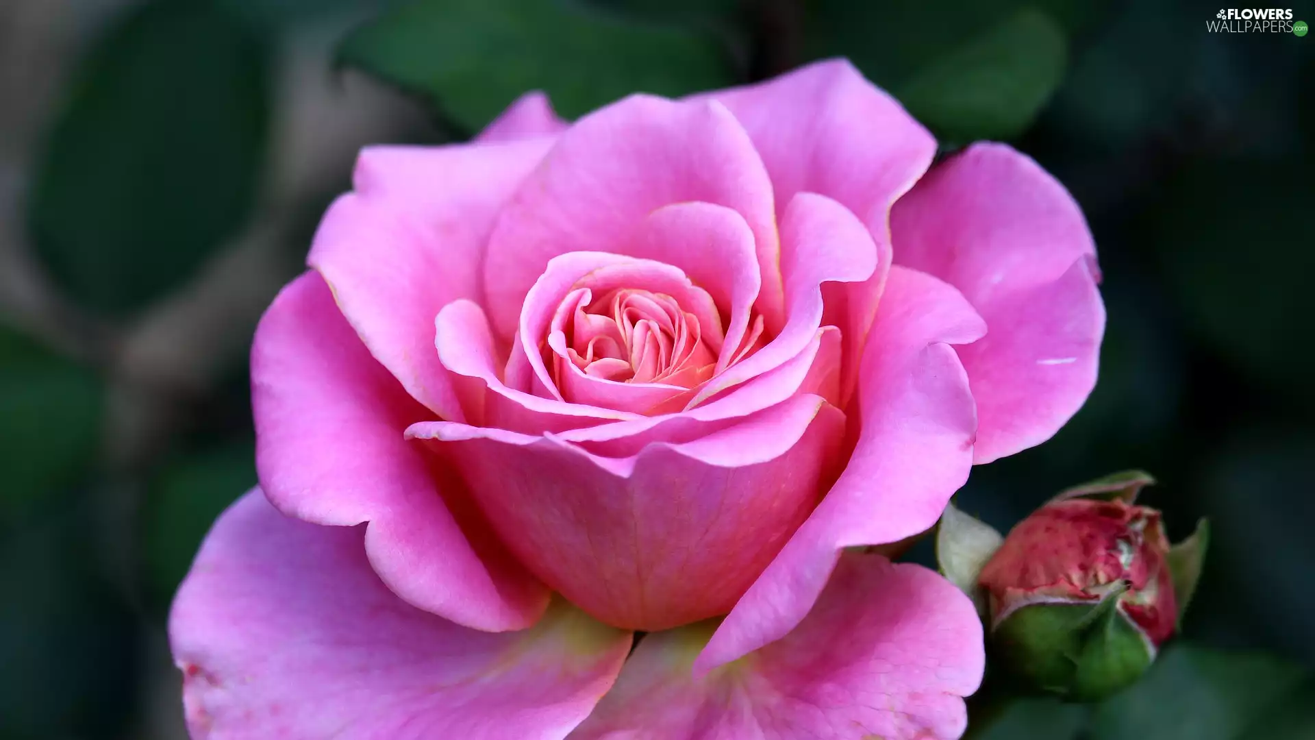 rose, Blossoming, Light pink