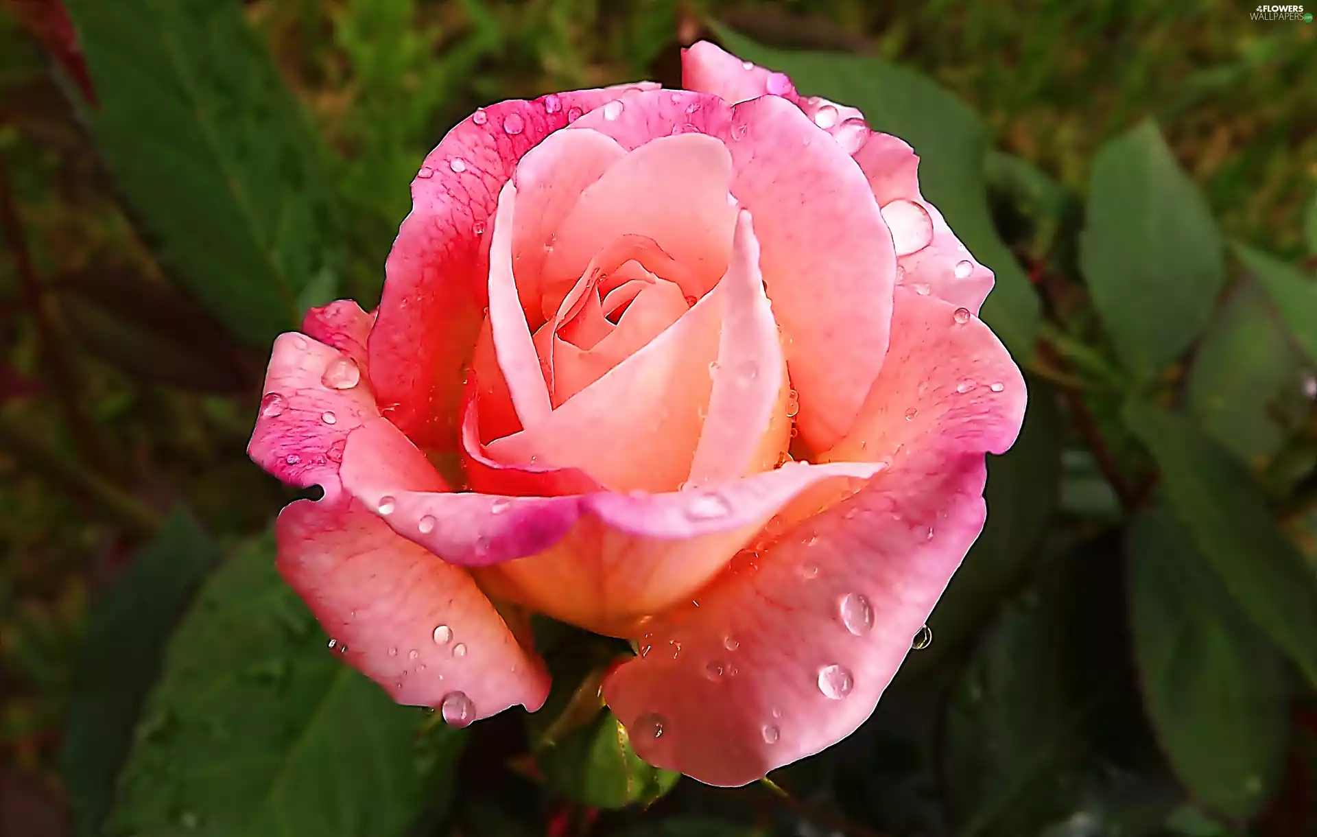 rose, drops, water, Pink