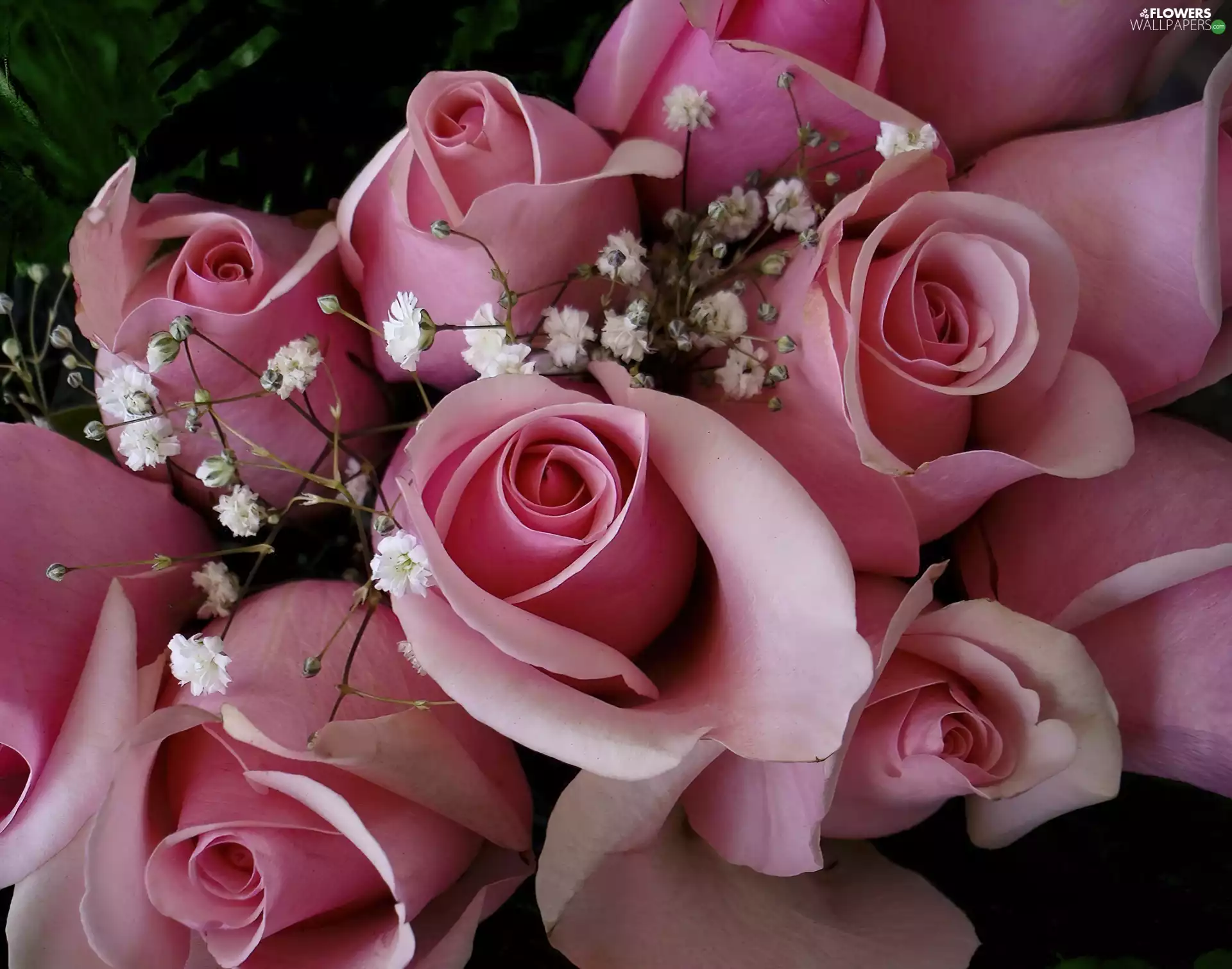 Pink, roses
