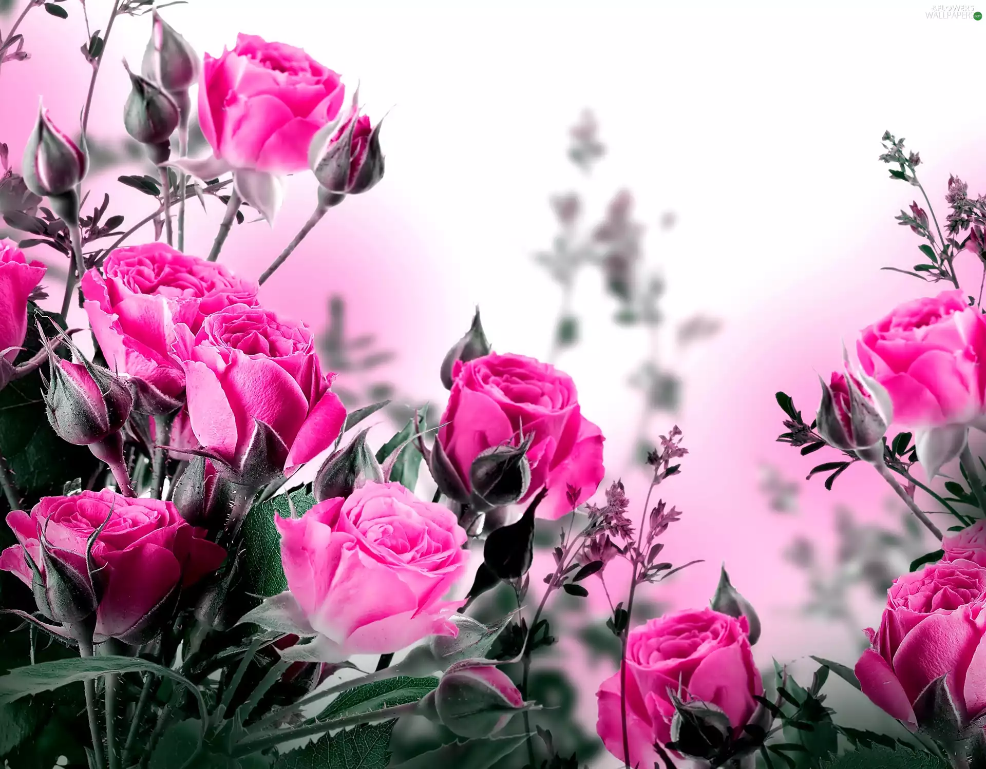 Pink, roses