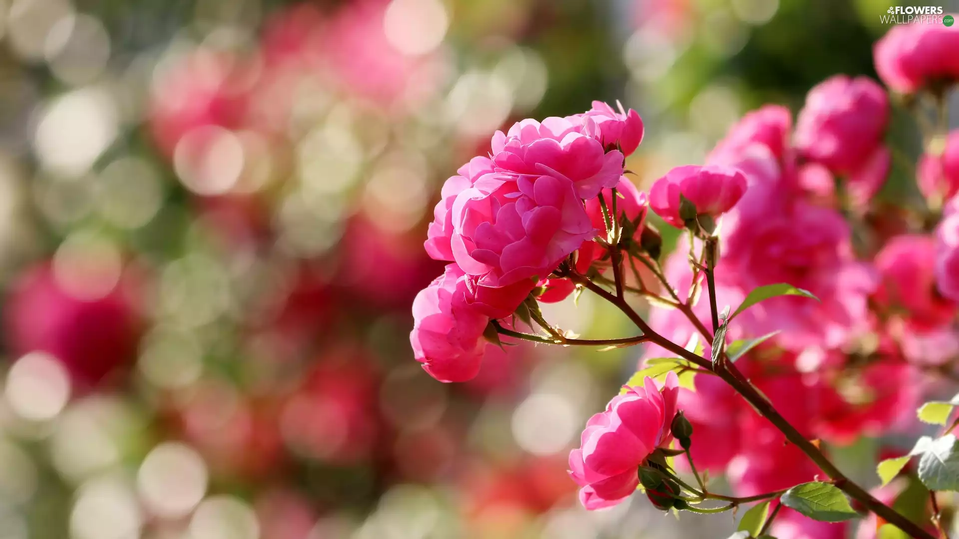 Light pink, roses, twig, flourishing