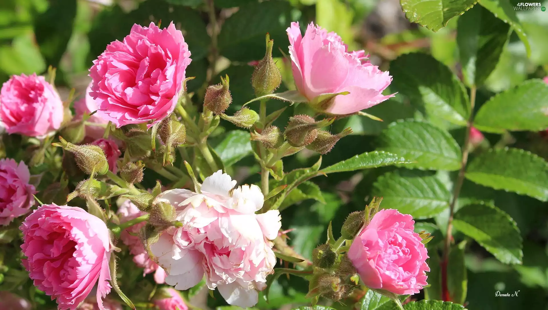 roses, Buds, Leaf, Pink